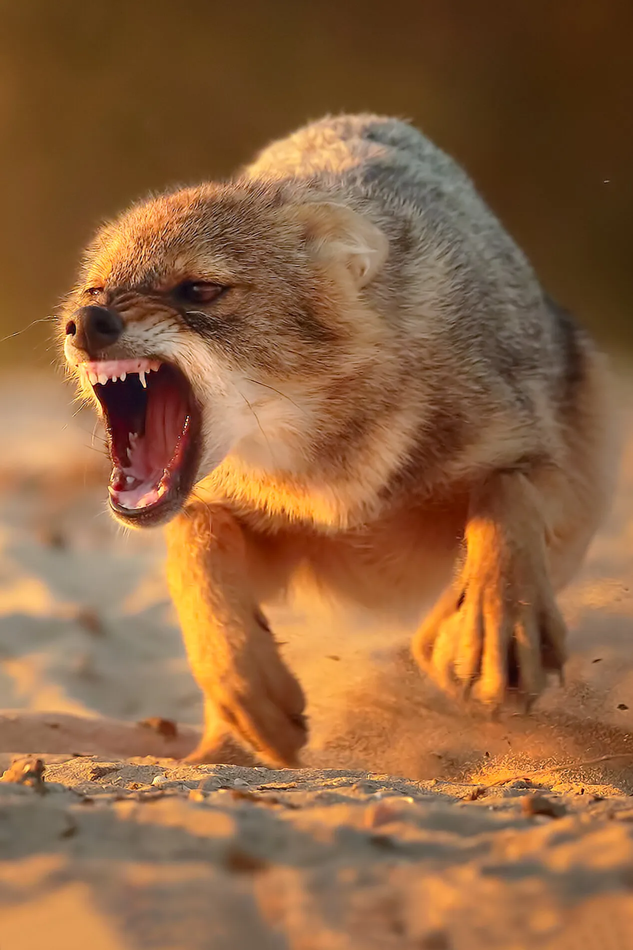 Golden Jackal