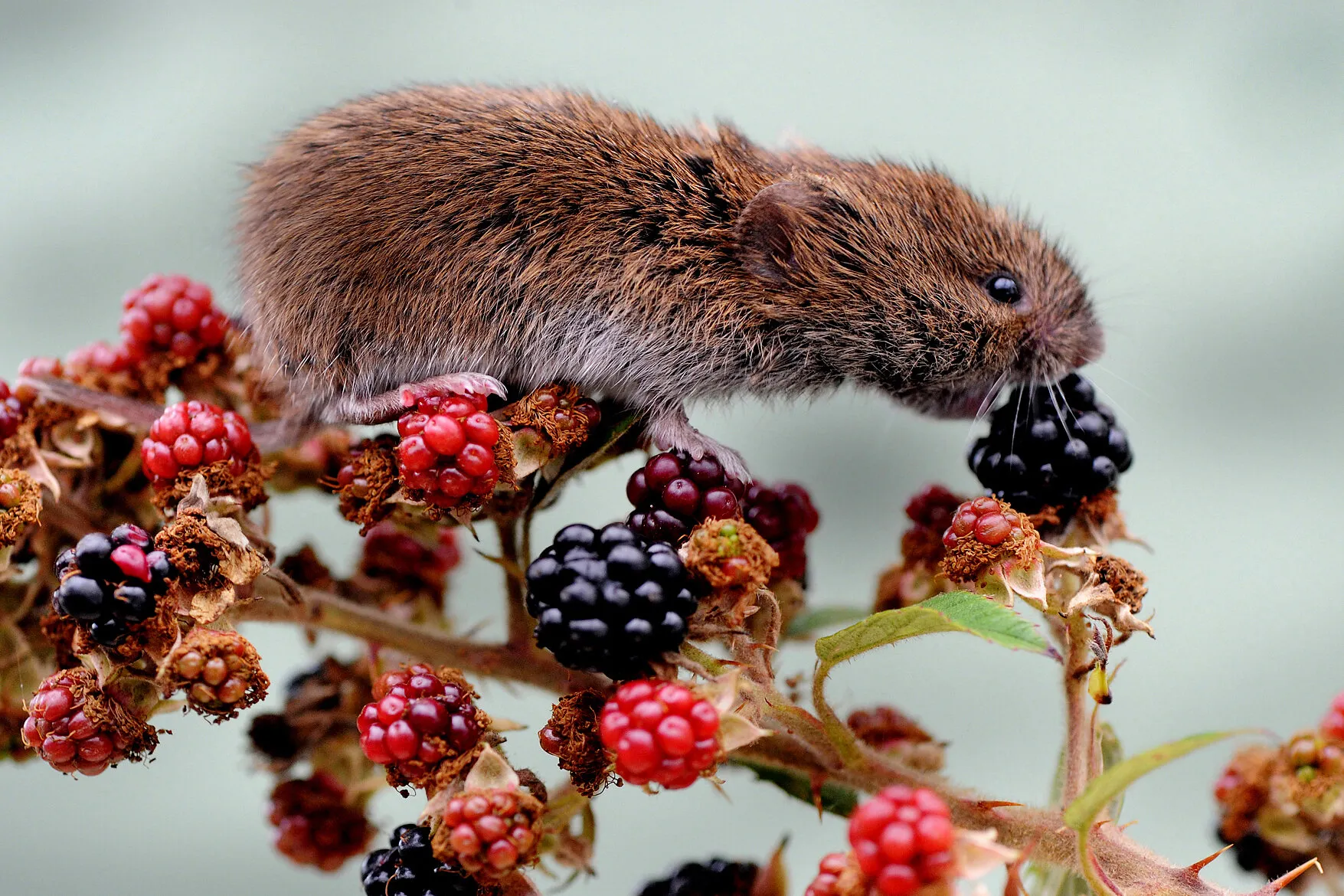 OPen Wide! Short-tailed Vole on Blackberry