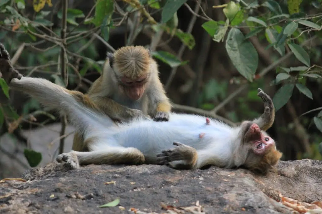 Relaxing Monkeys