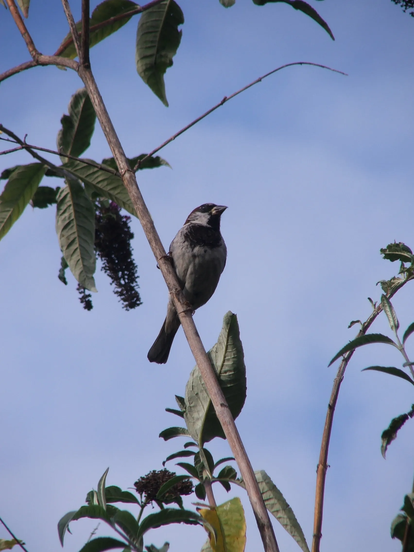 Sparrow on branch