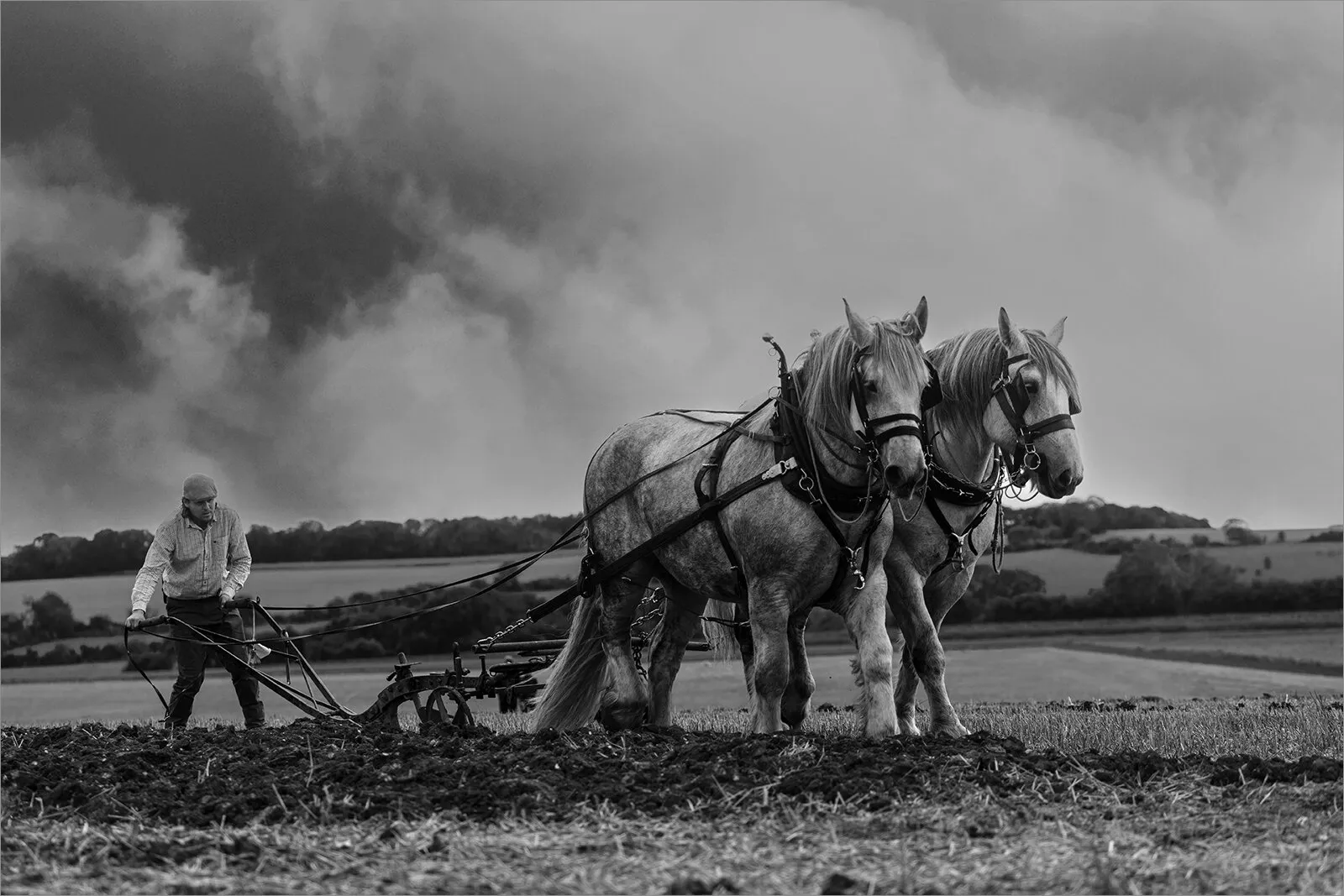 Beauty of Horses
