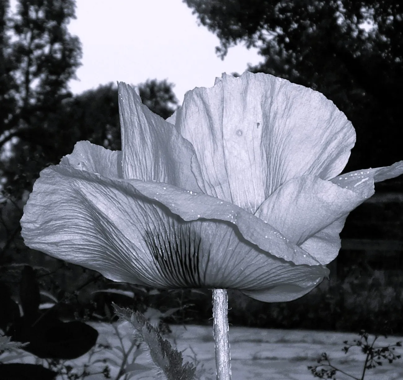 A Single Flower in Black and White