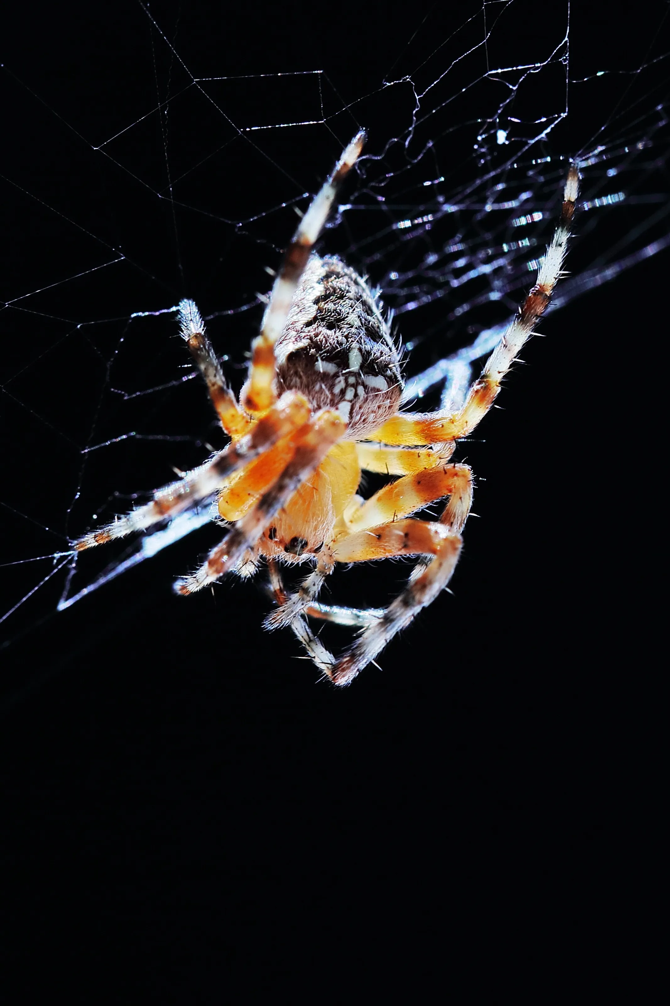 Araneus diadematus
