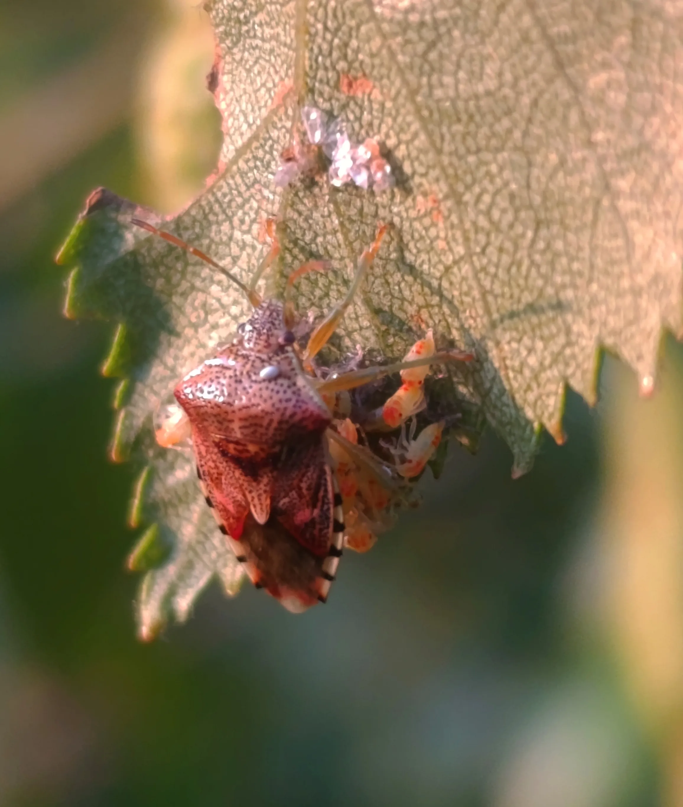 Parent bug