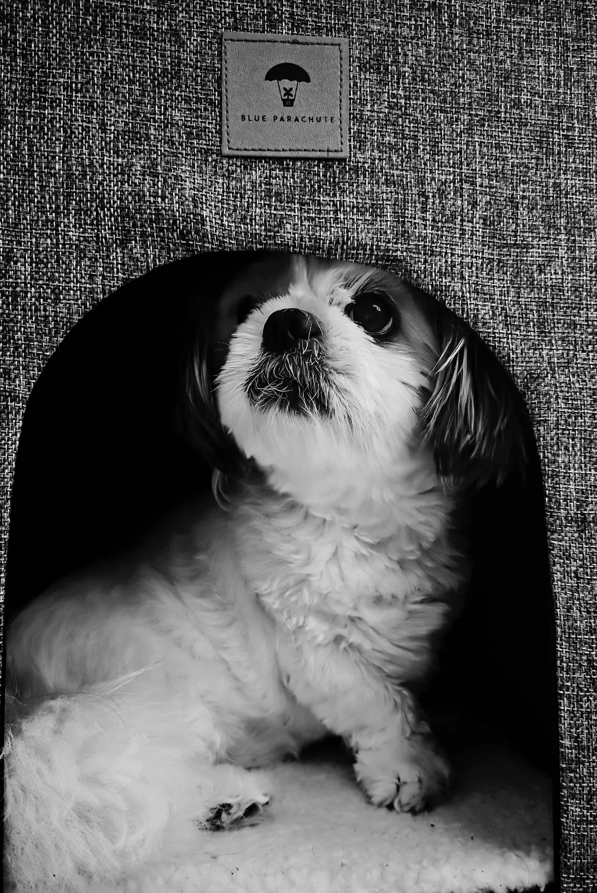 Our Dog