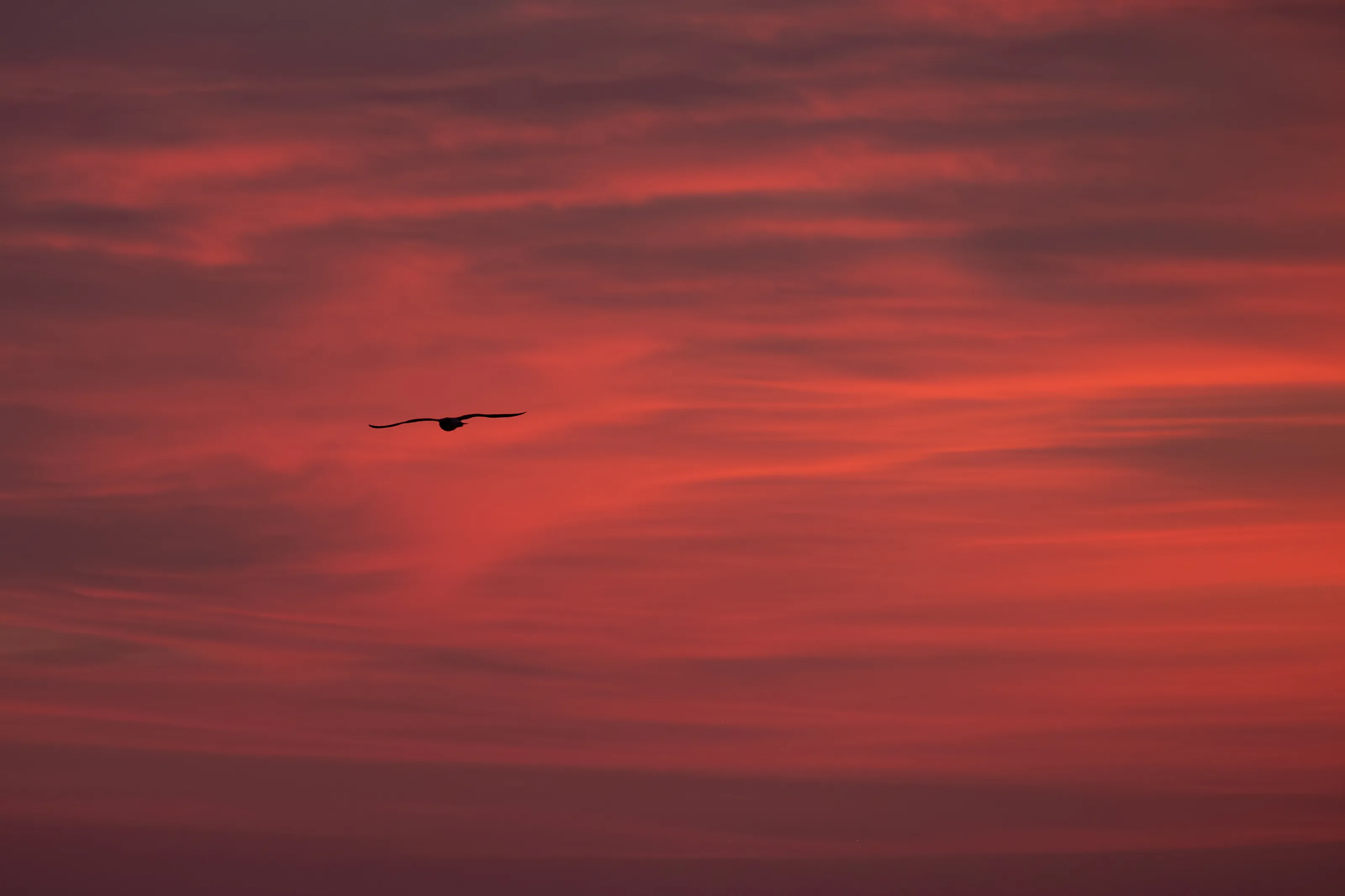 Sunset over Viareggio