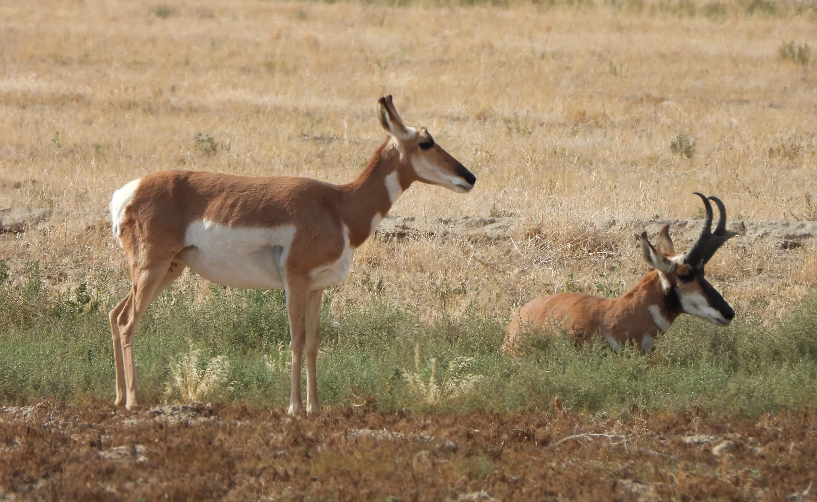 Mammals with Hooves