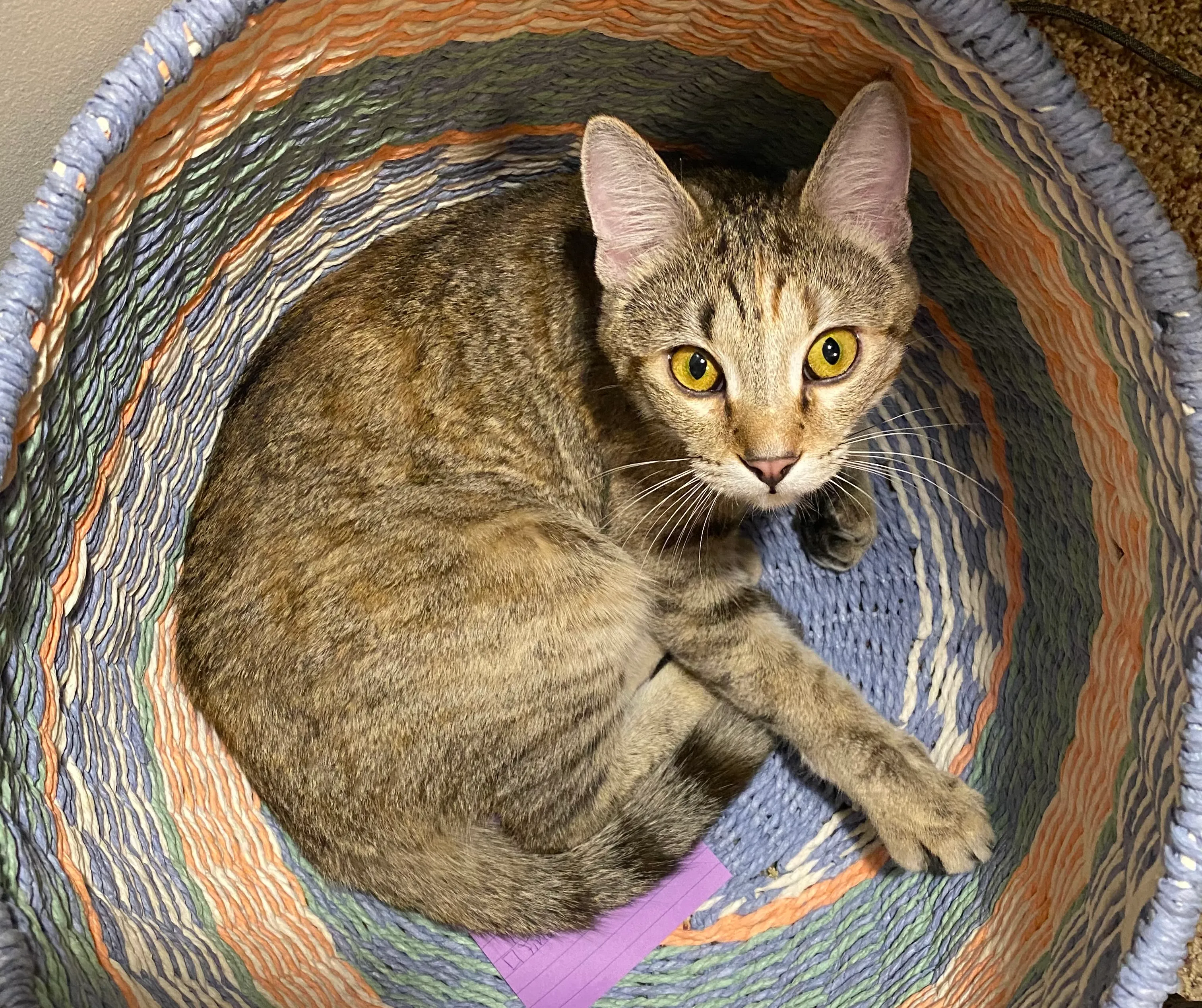 A Basket of Cat