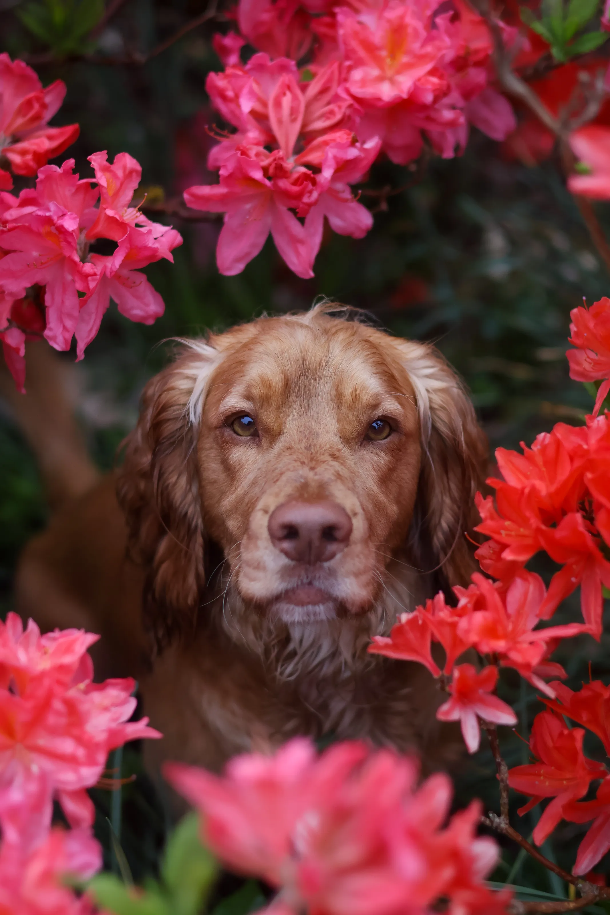 Flower boy