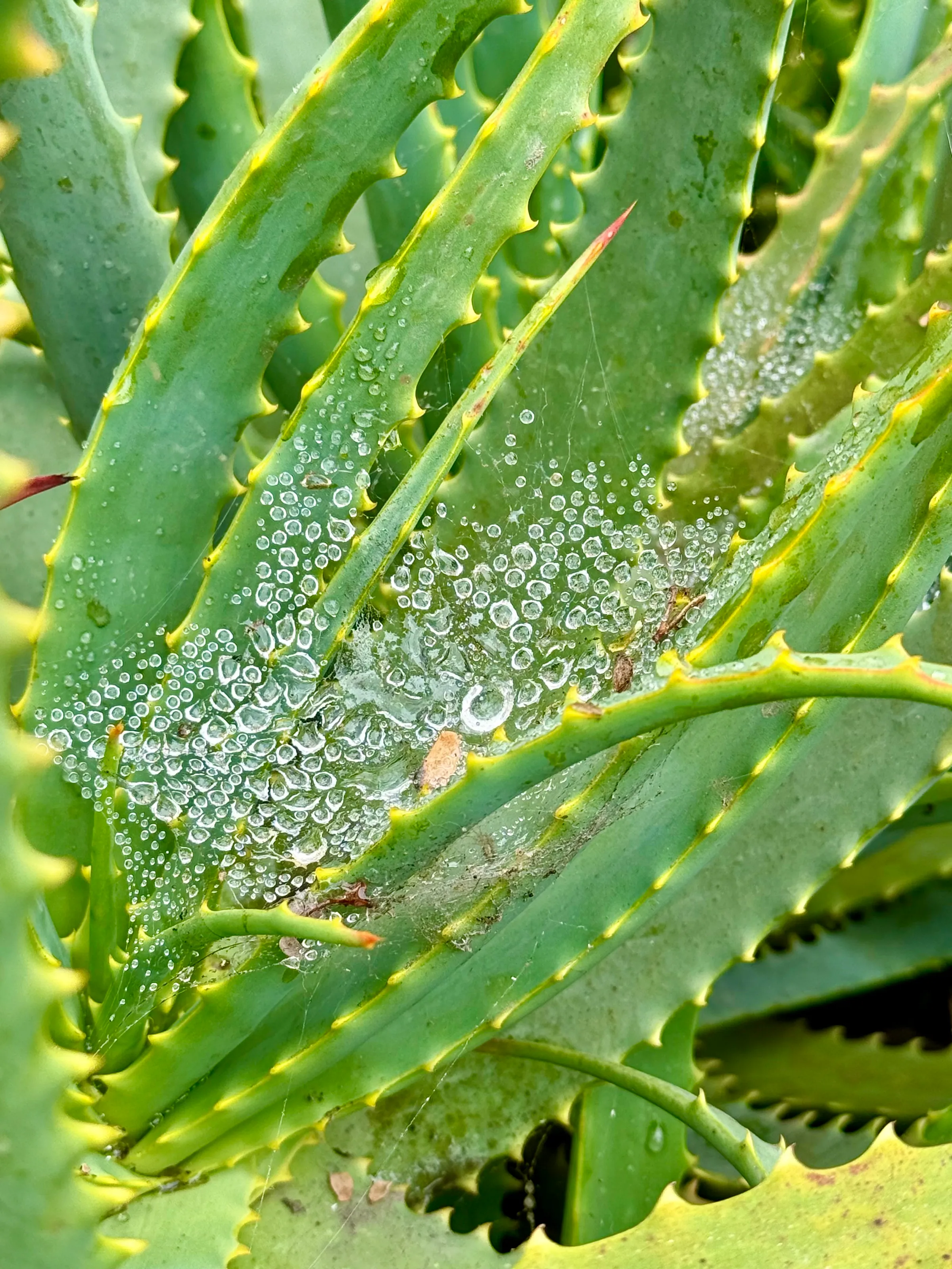 Spider webs in a plant