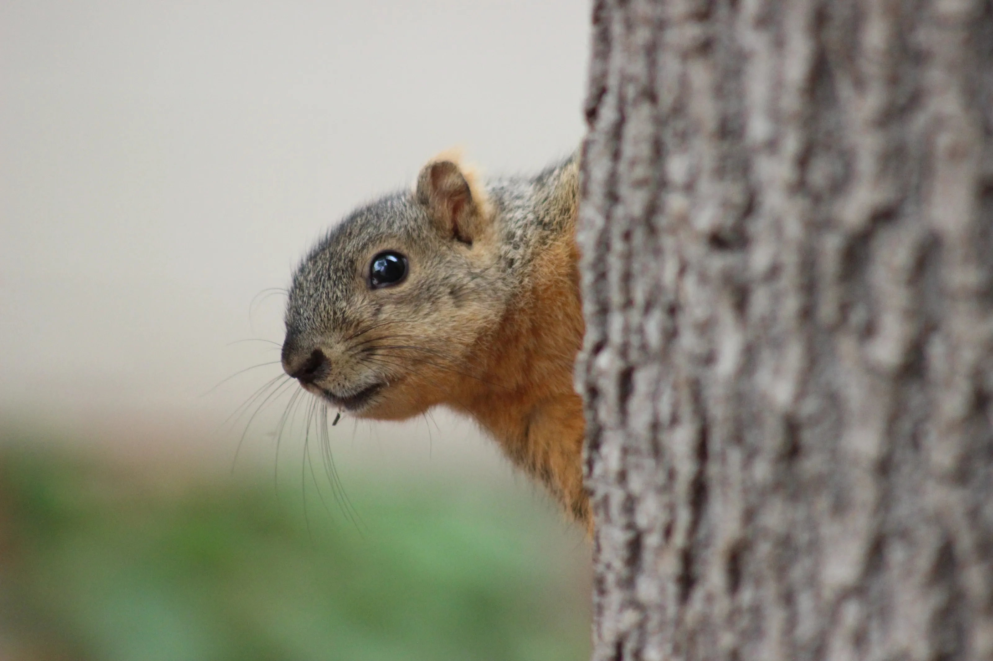 Squirrel on the Lookout