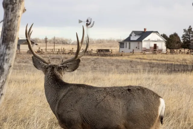 Curious Mule Deer