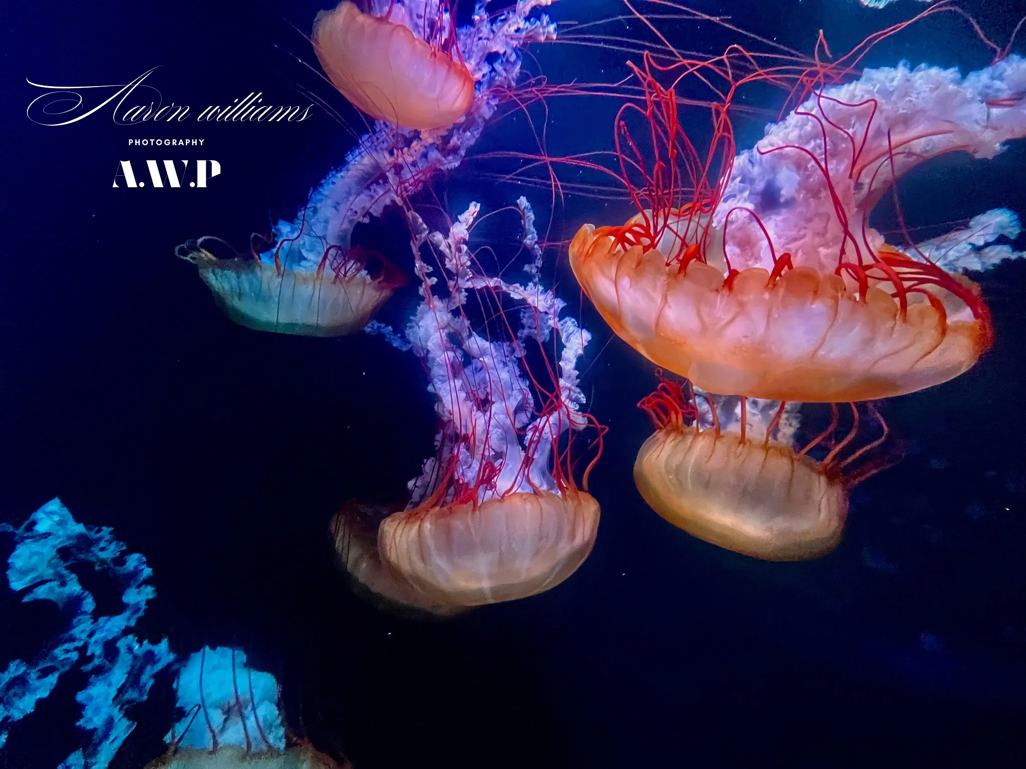 A.W.P Aaron Williams Photography