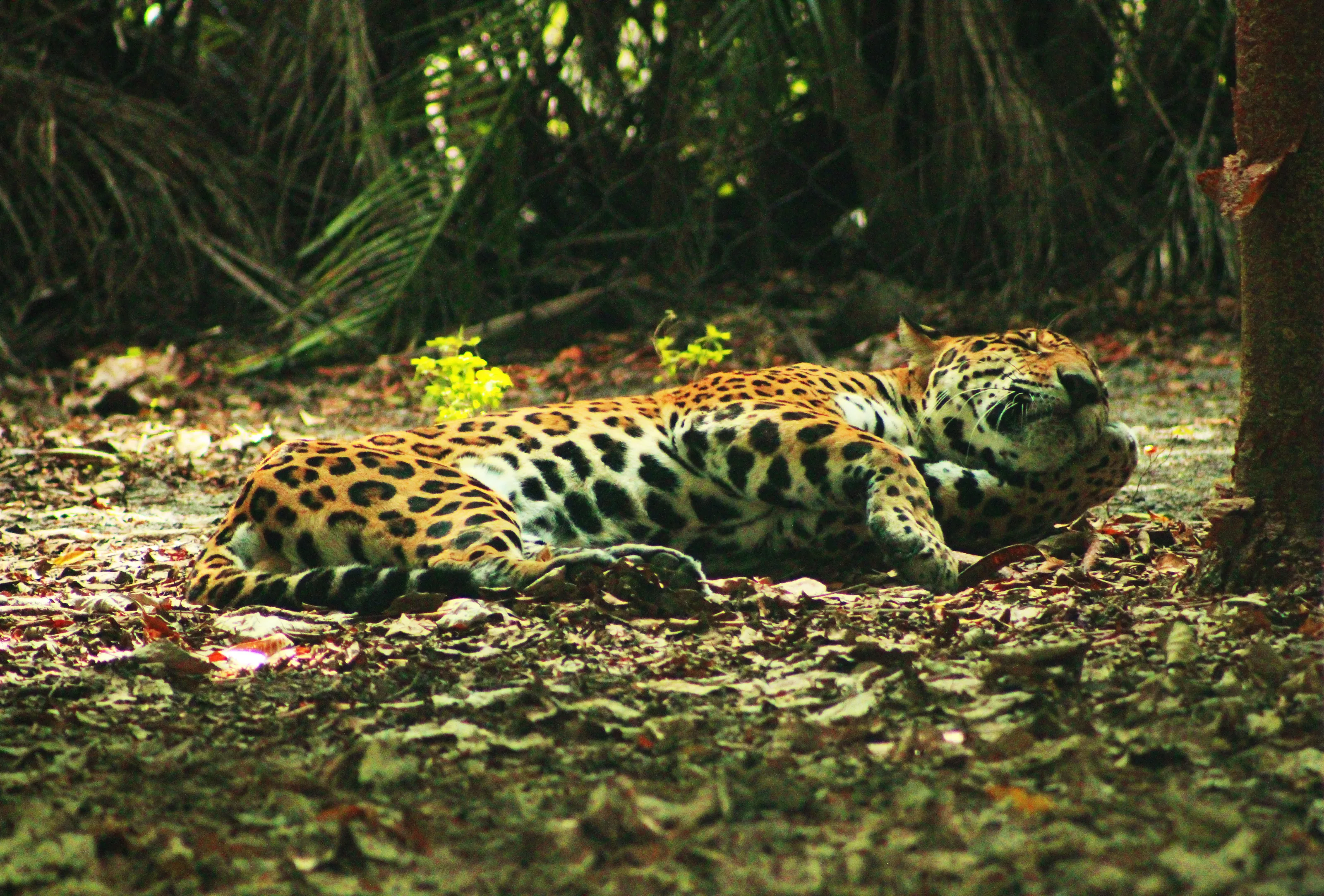 Empress Jaguar