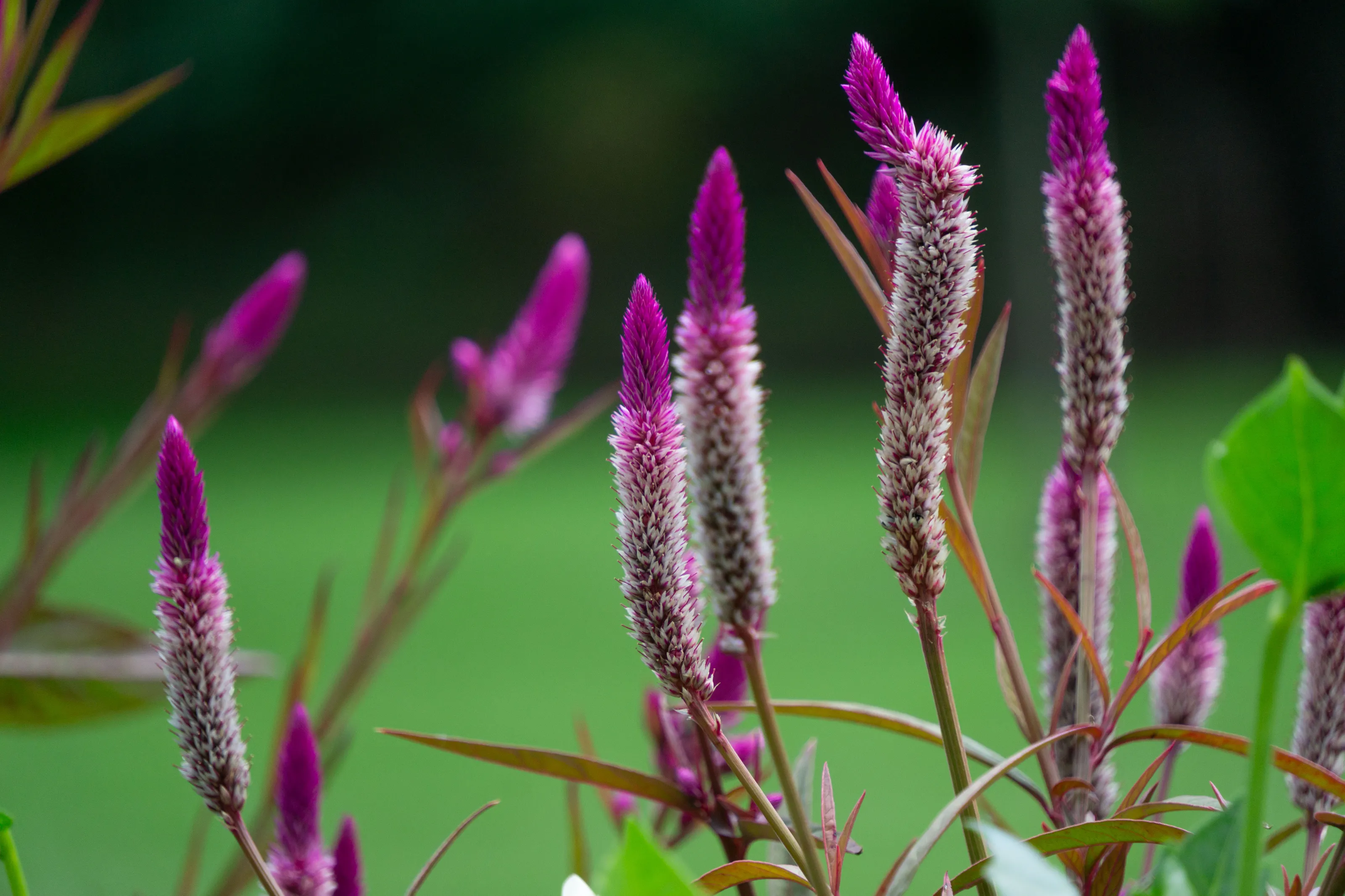 Delicate pink blossoms in full bloom, capturing the gentle elegance of nature’s design.