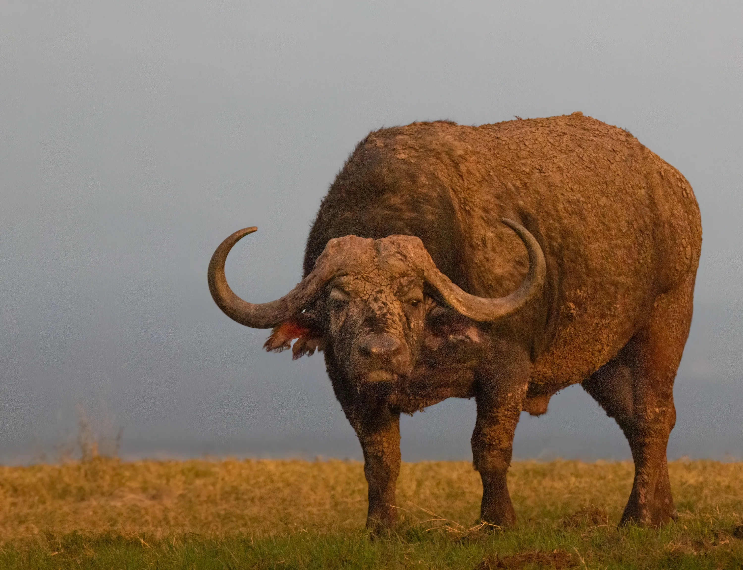 Muddy Cape Buffalo