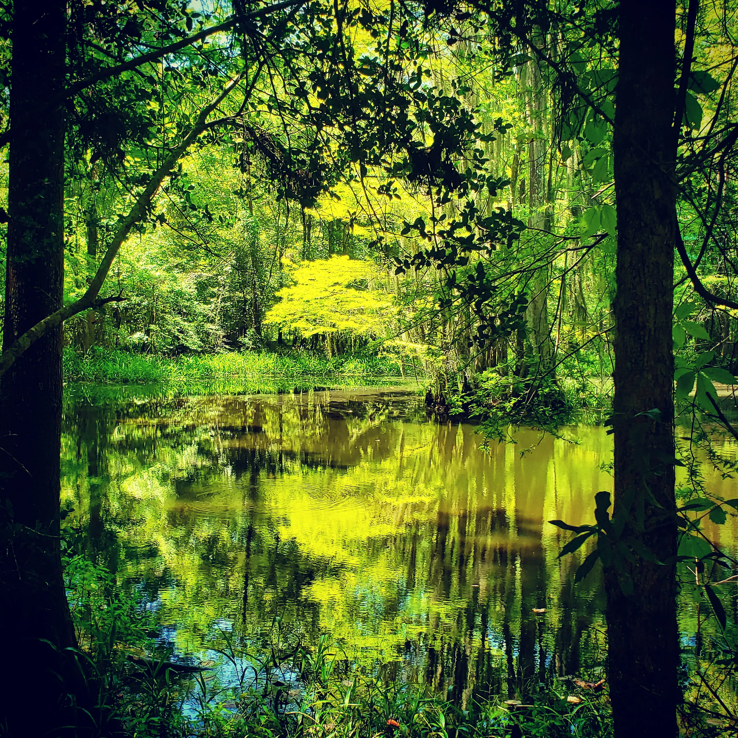 The Glade