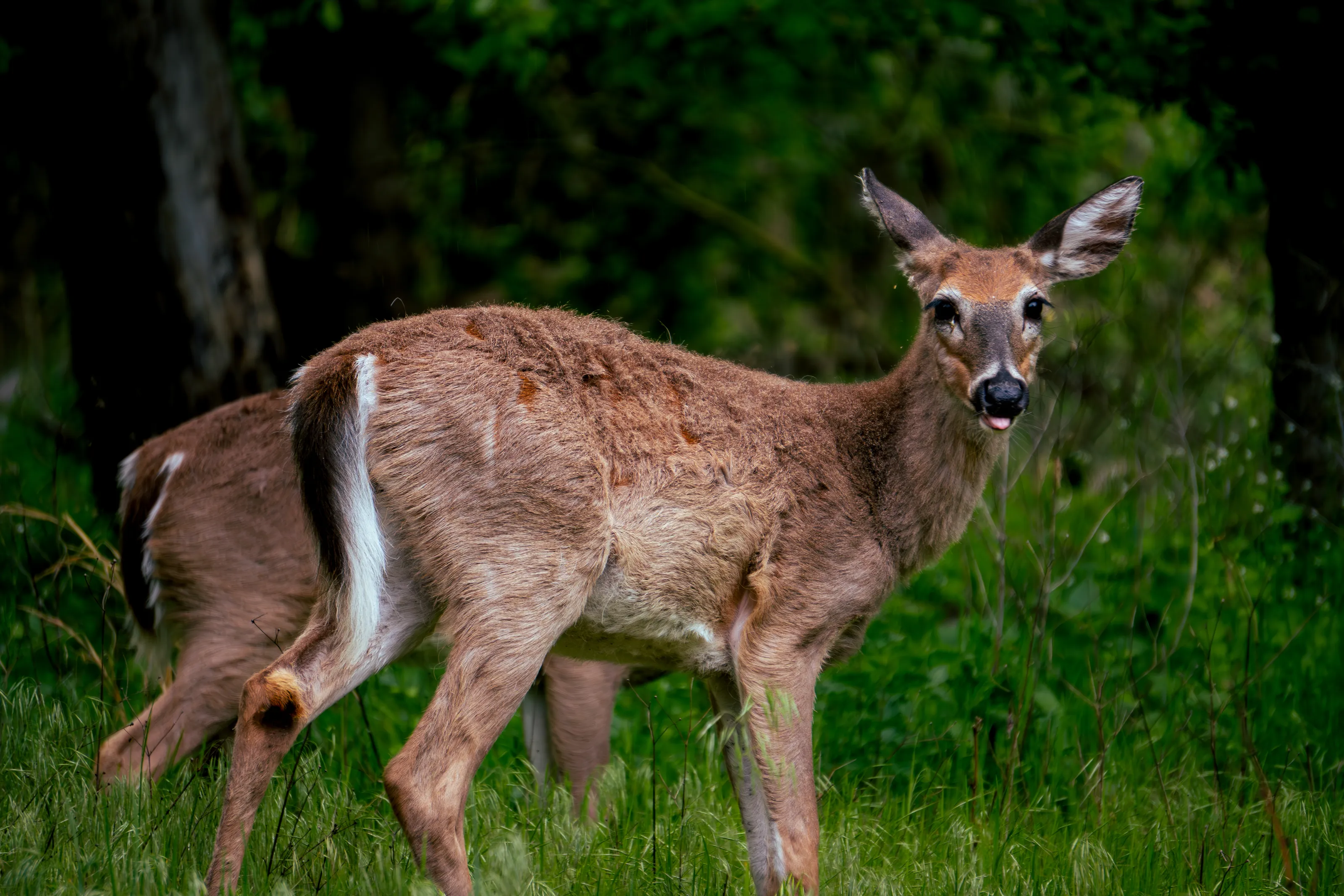 Deer with Tongue out