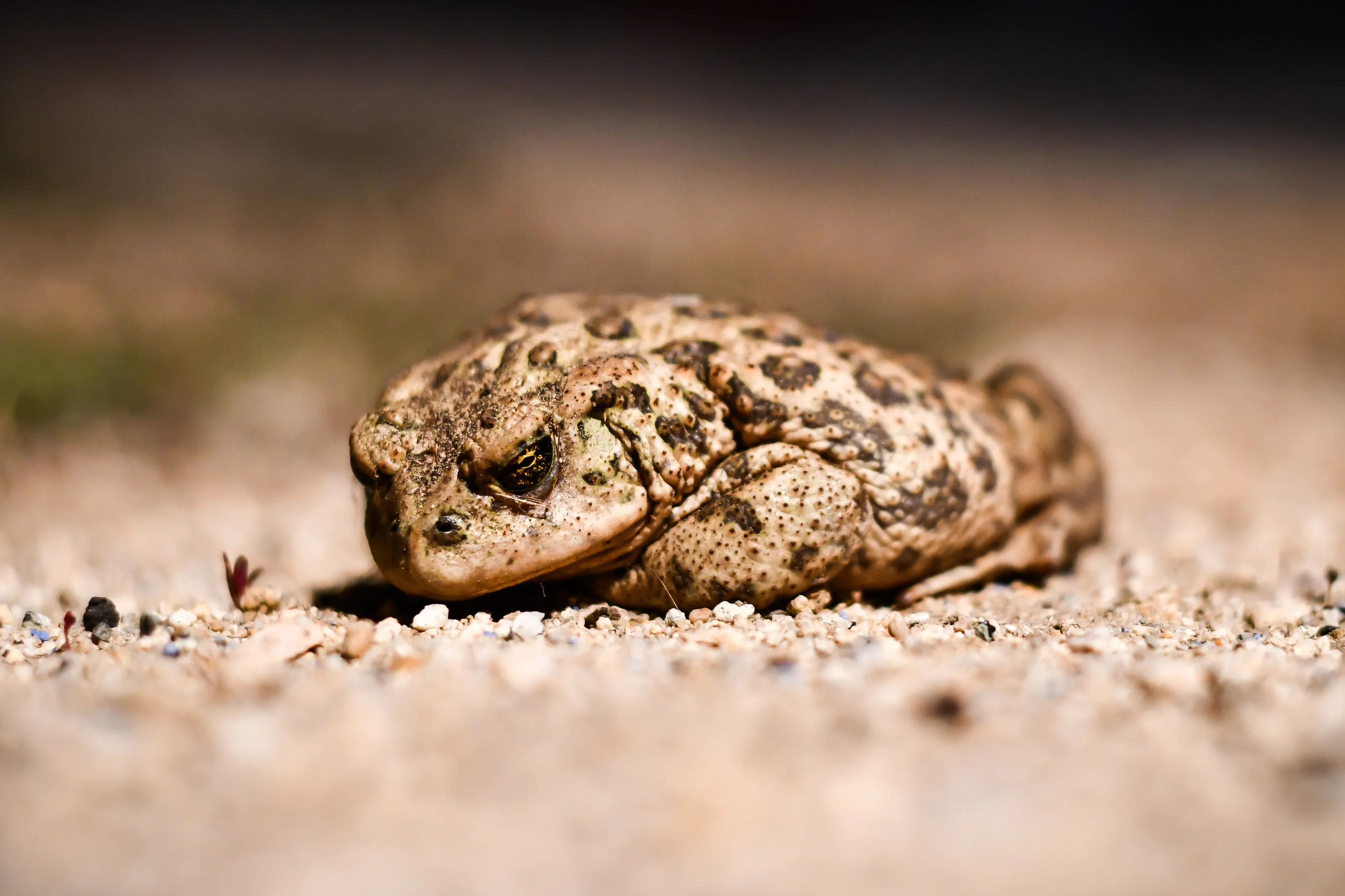 Western Mountain Toad
