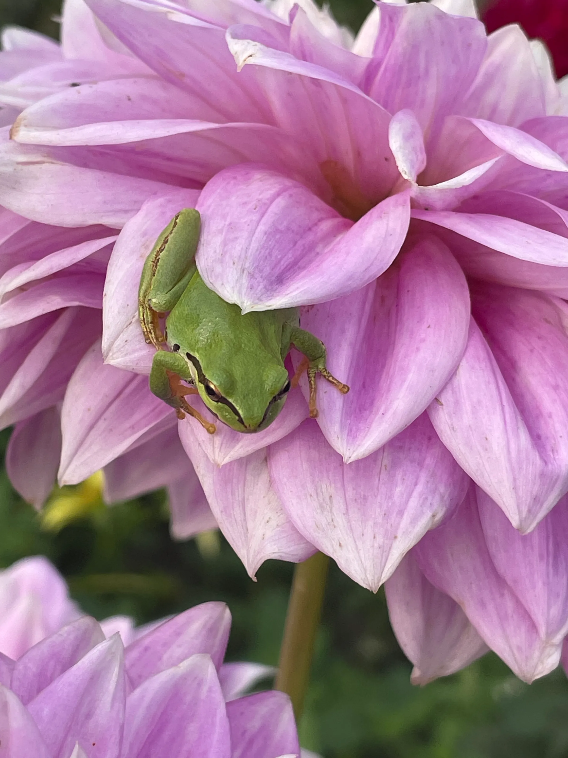 Frog and dahlia