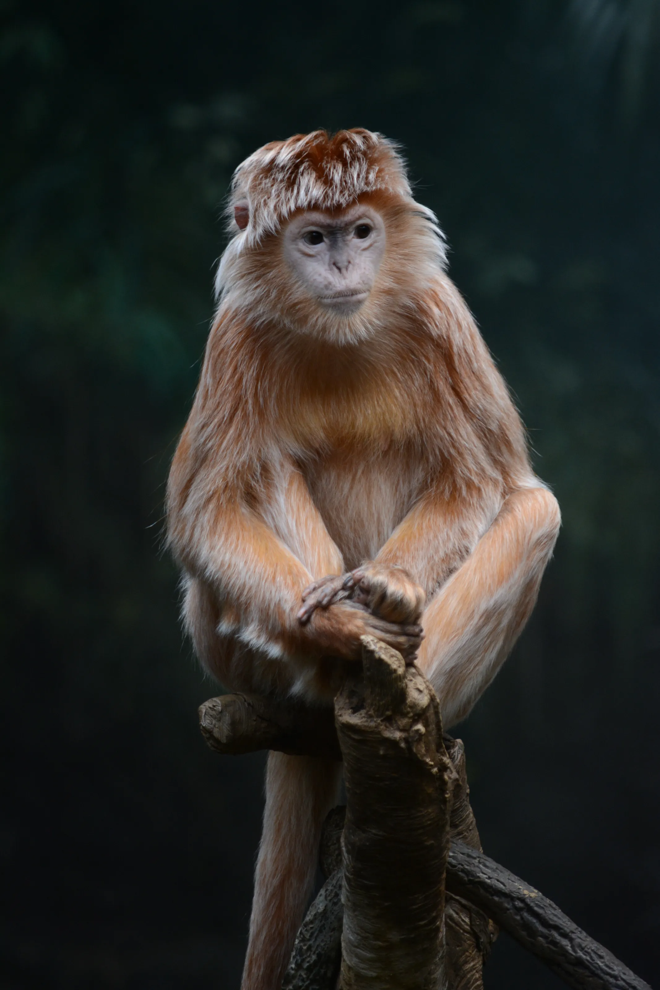 Monkey in the zoo