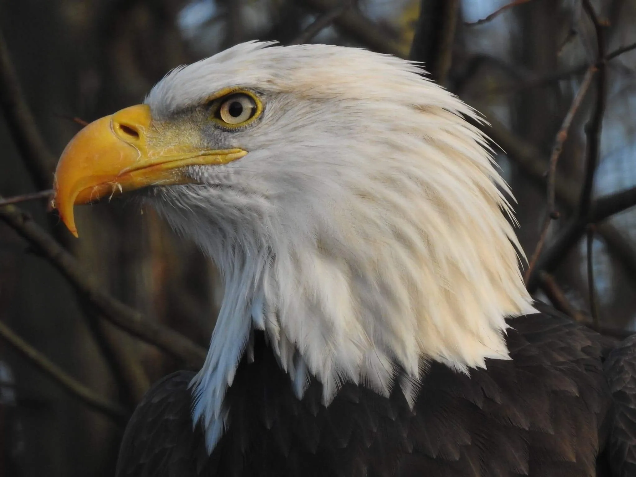 Fierce eagle
