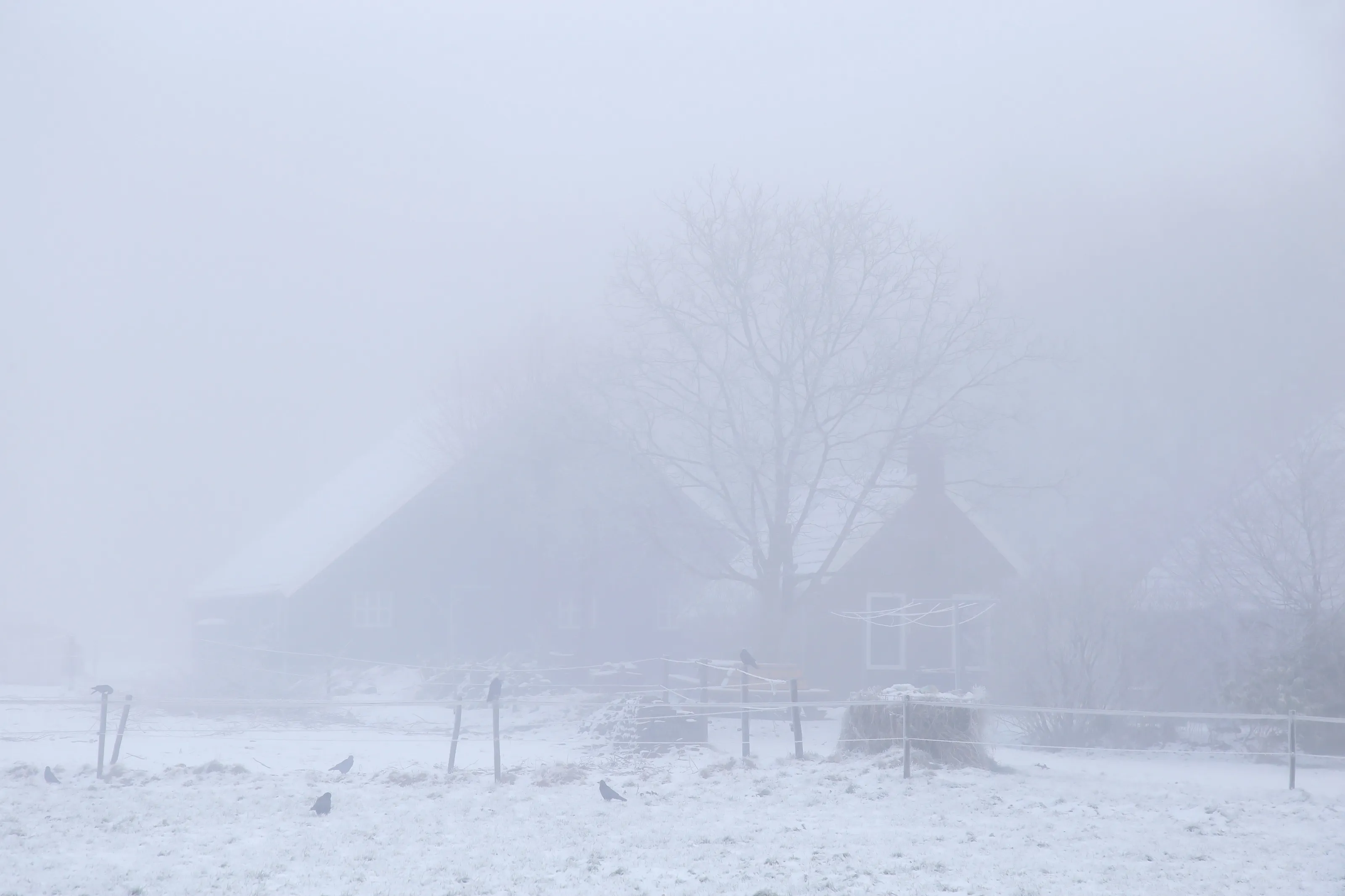 Rooks in dutch rural winter landscape