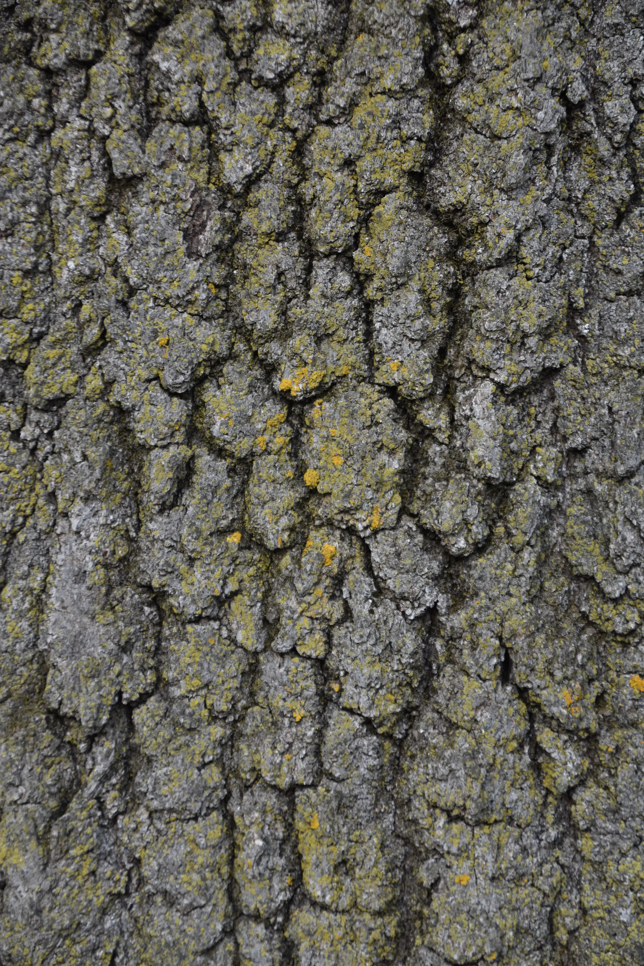 Tree Bark in Close-Up