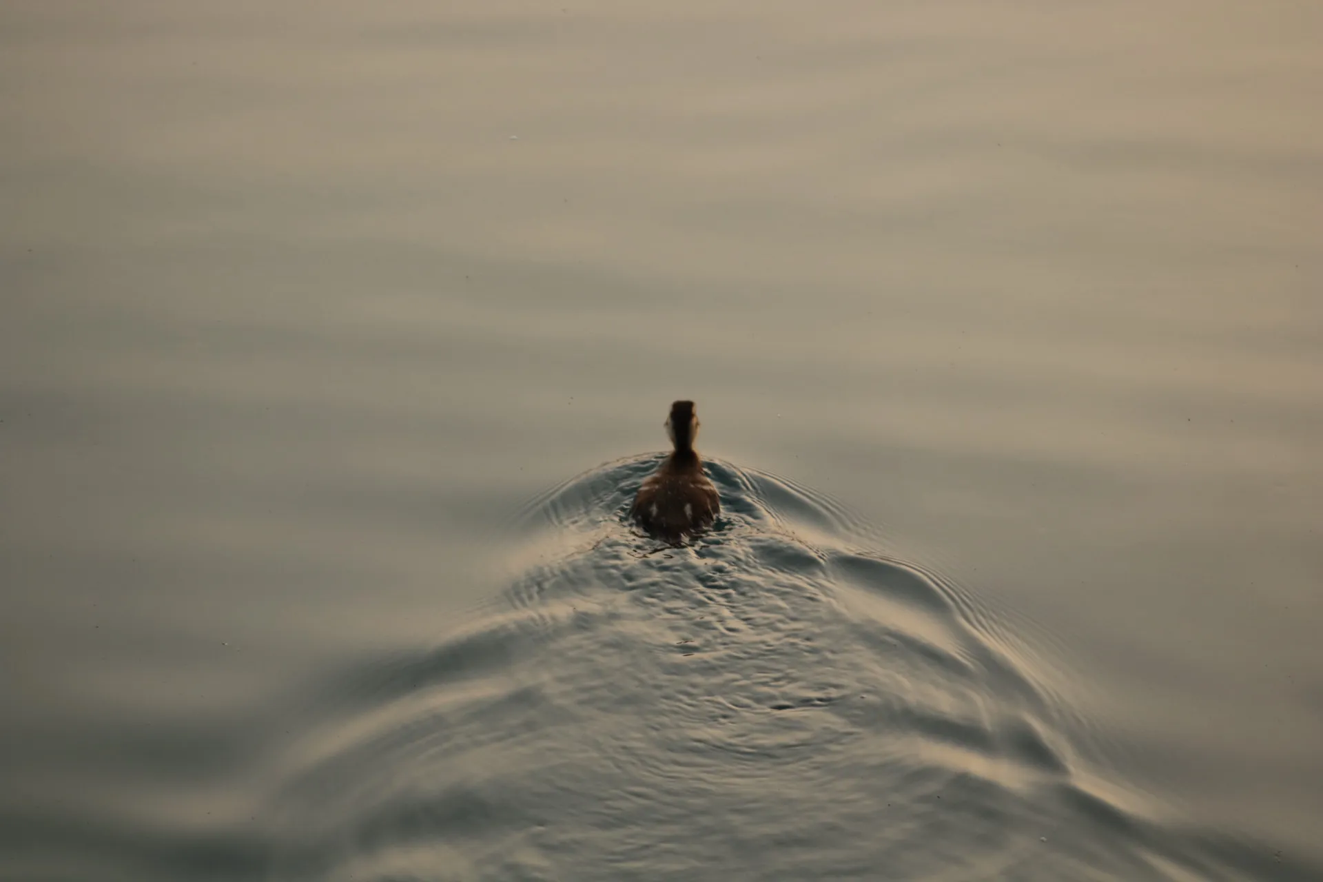 just keep swimming