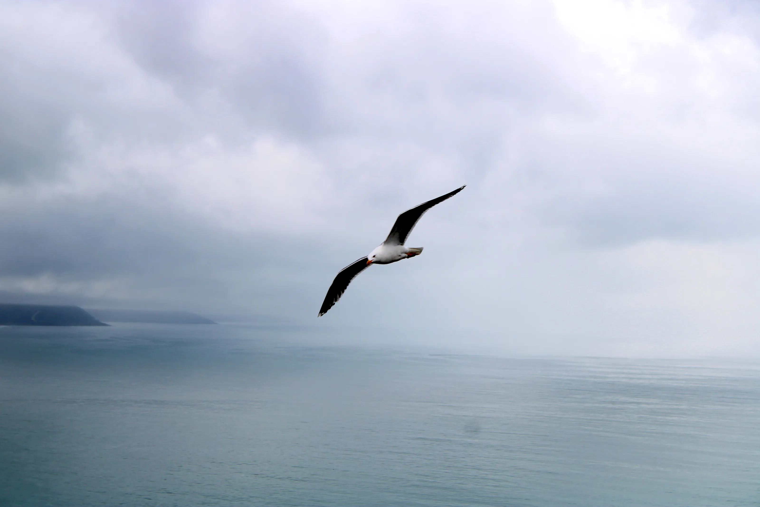 Freedom in Flight