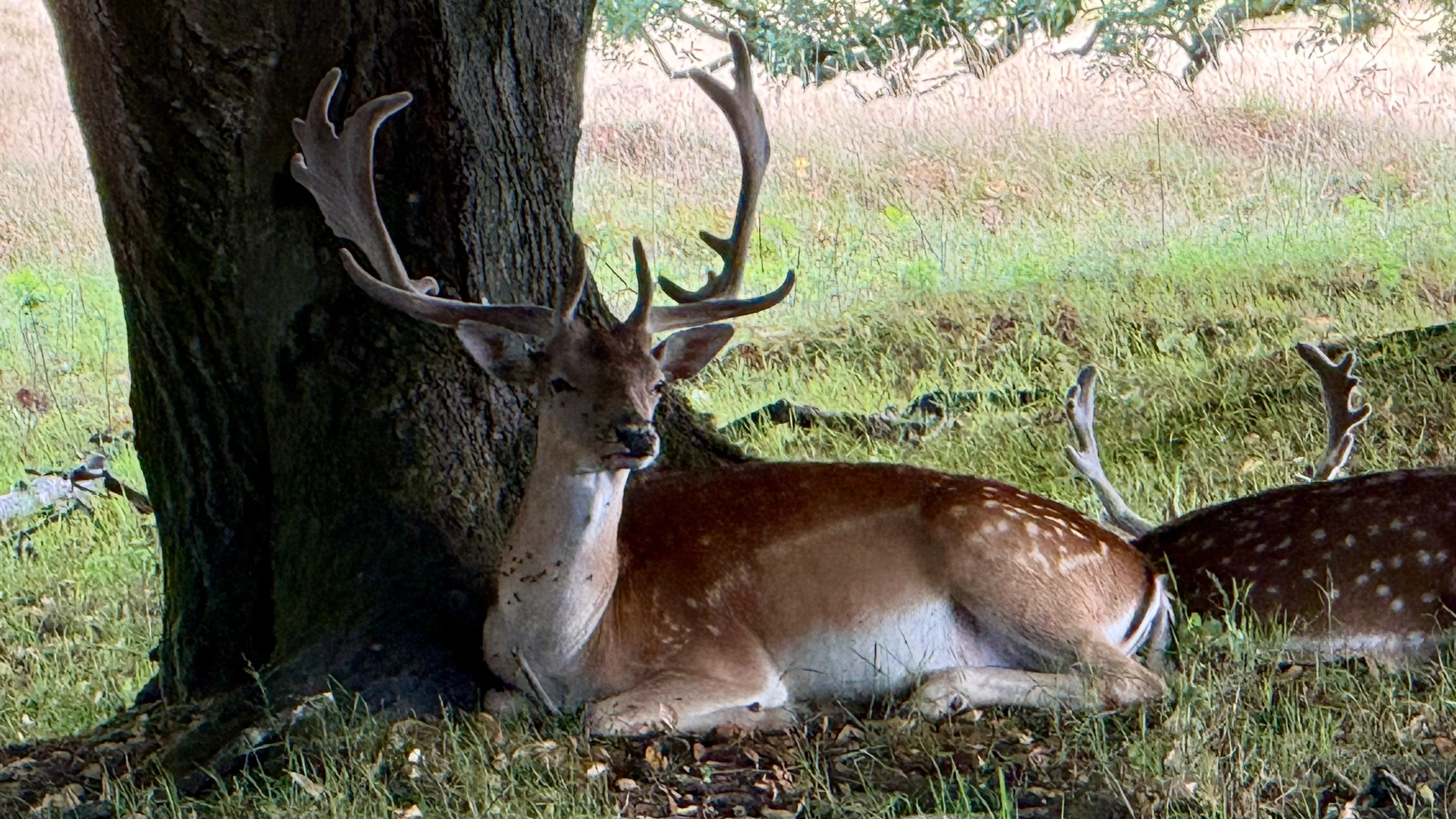Resting deer at local park