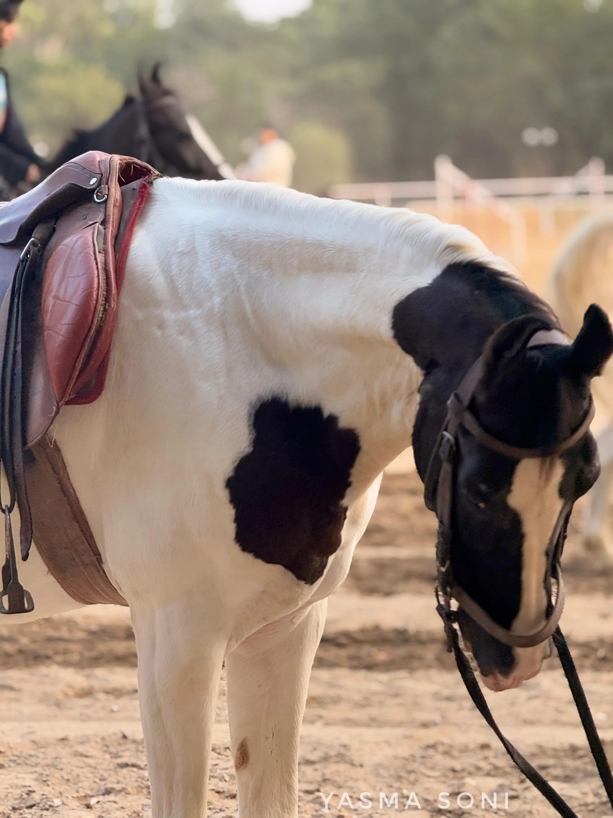 The untold story of equines