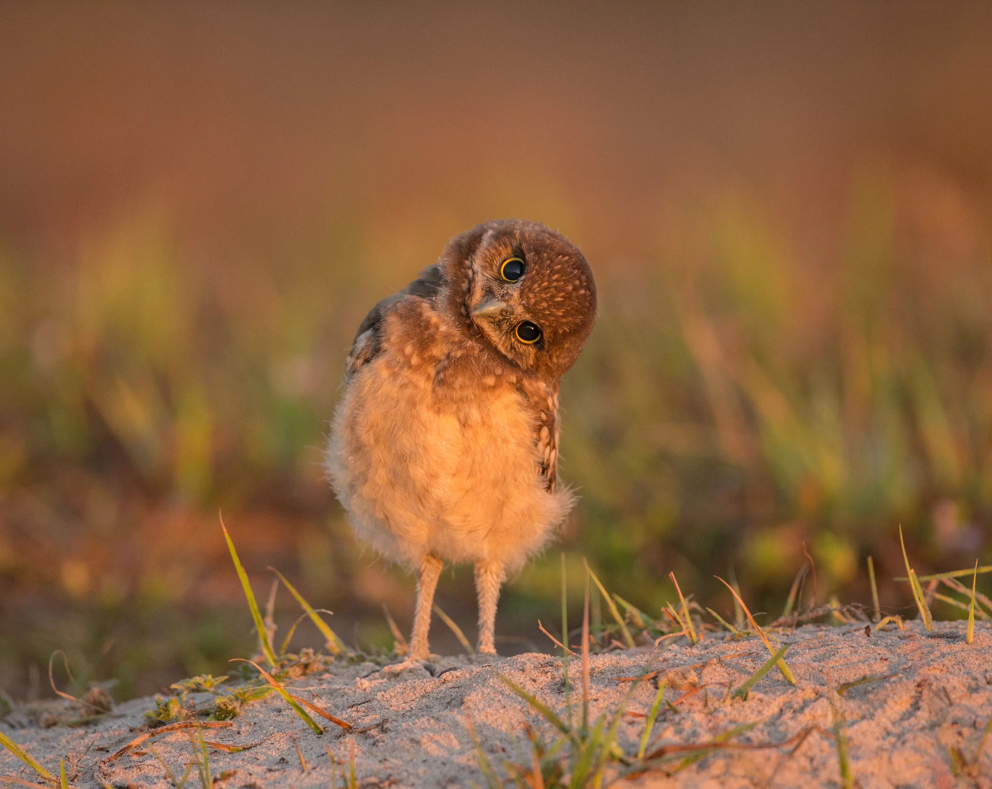 Curious Burrowing Owlet