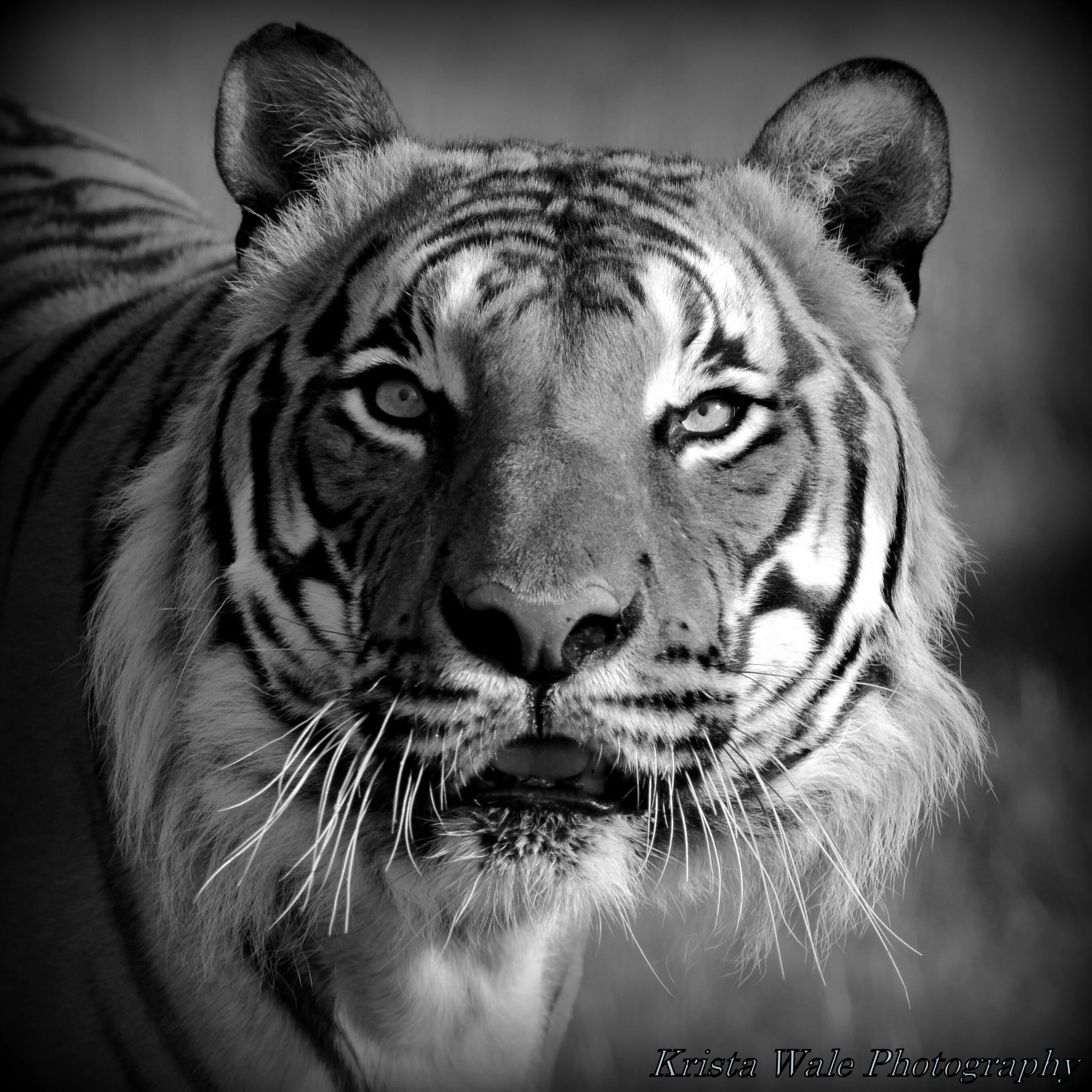 Black and White Tiger Portrait
