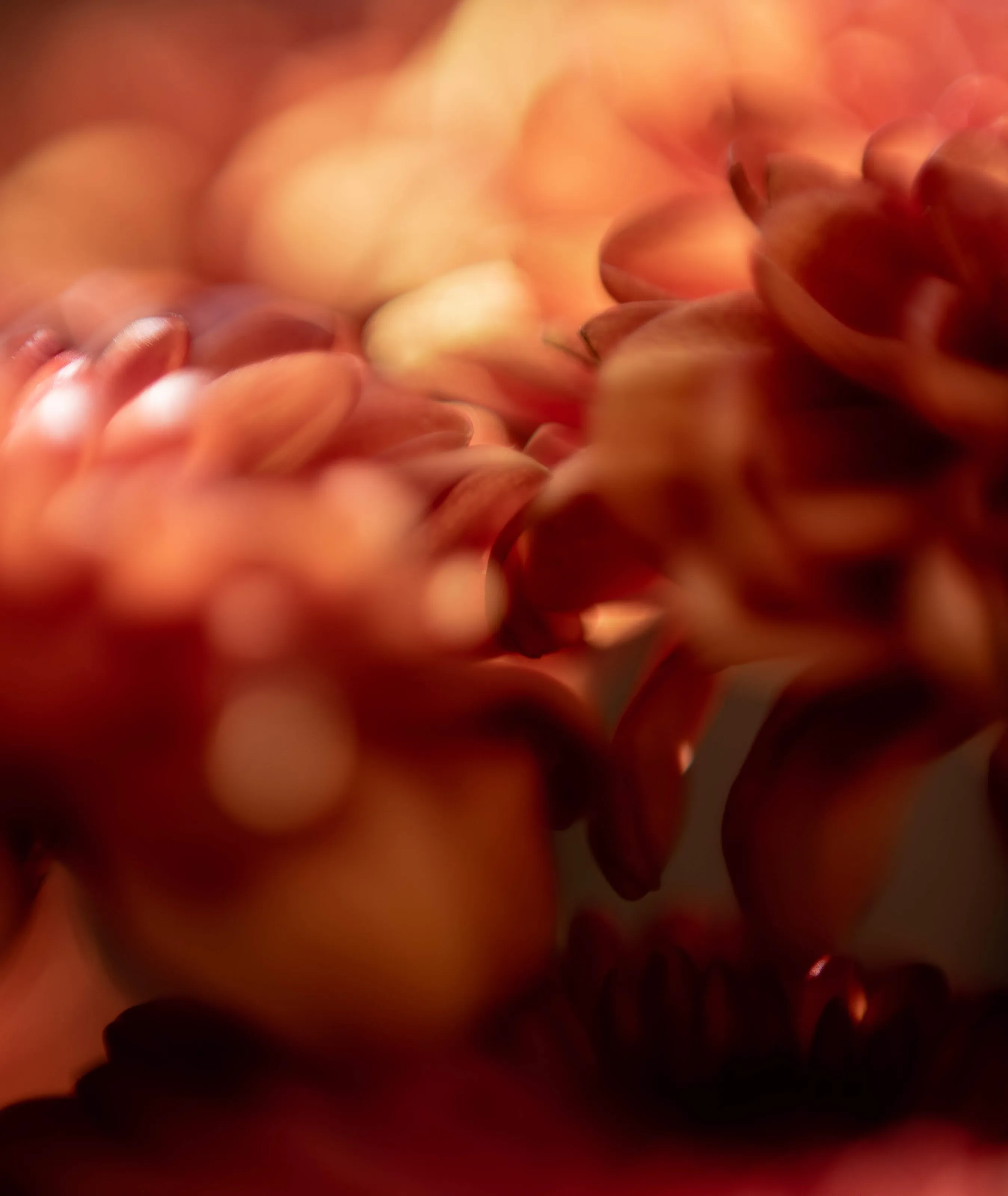Orange Floral Macro