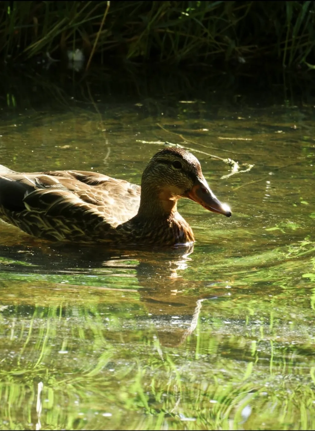 Reflections of Stillness
