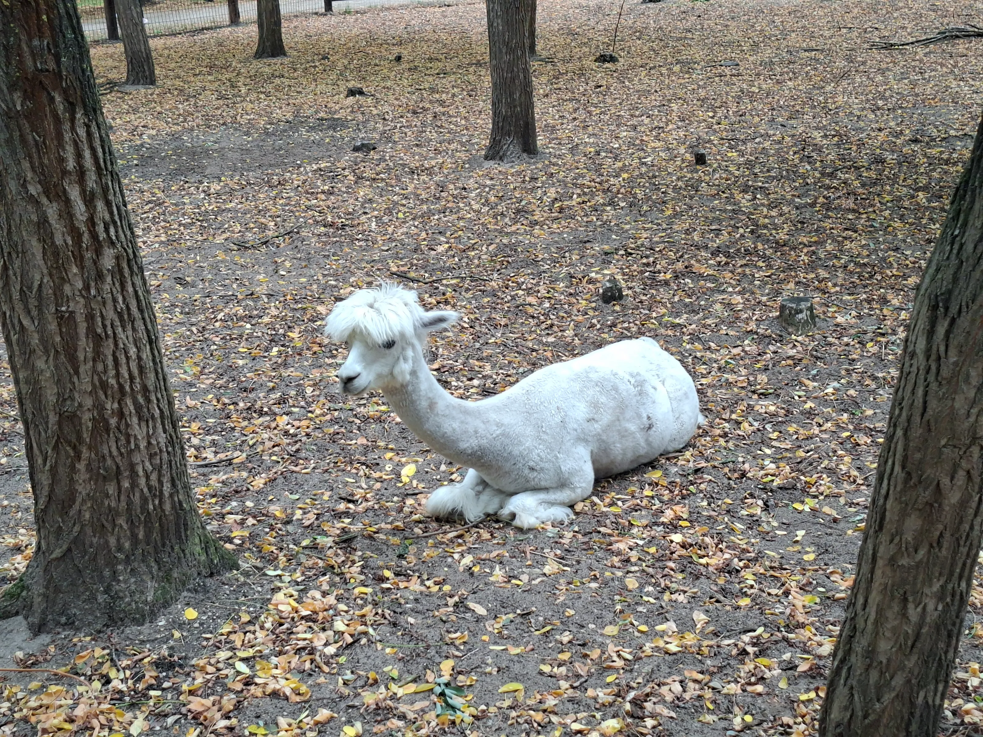 An alpaca is resting on autumn forest ground
