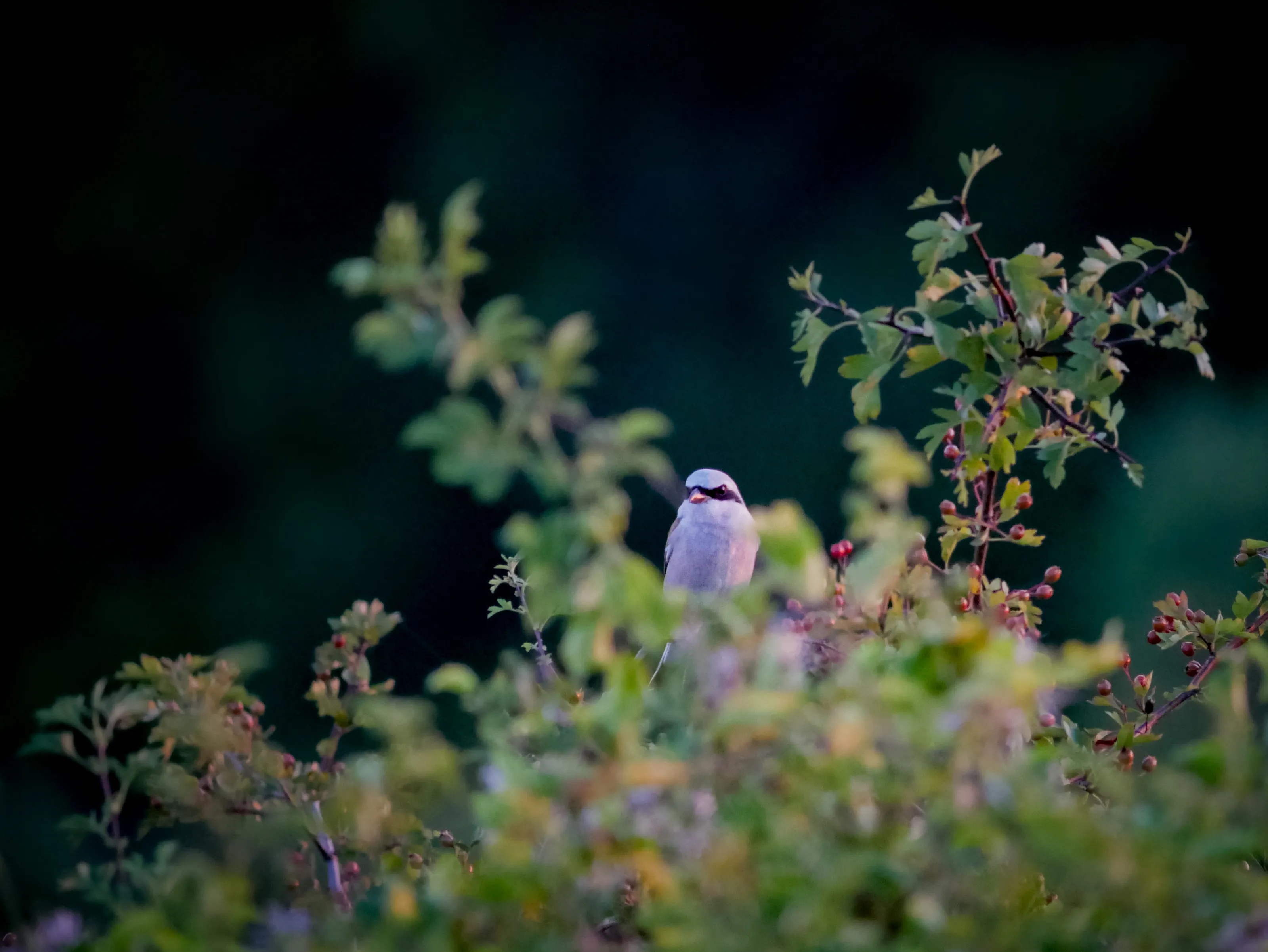 Red-backed Shrike in a rosehip bush