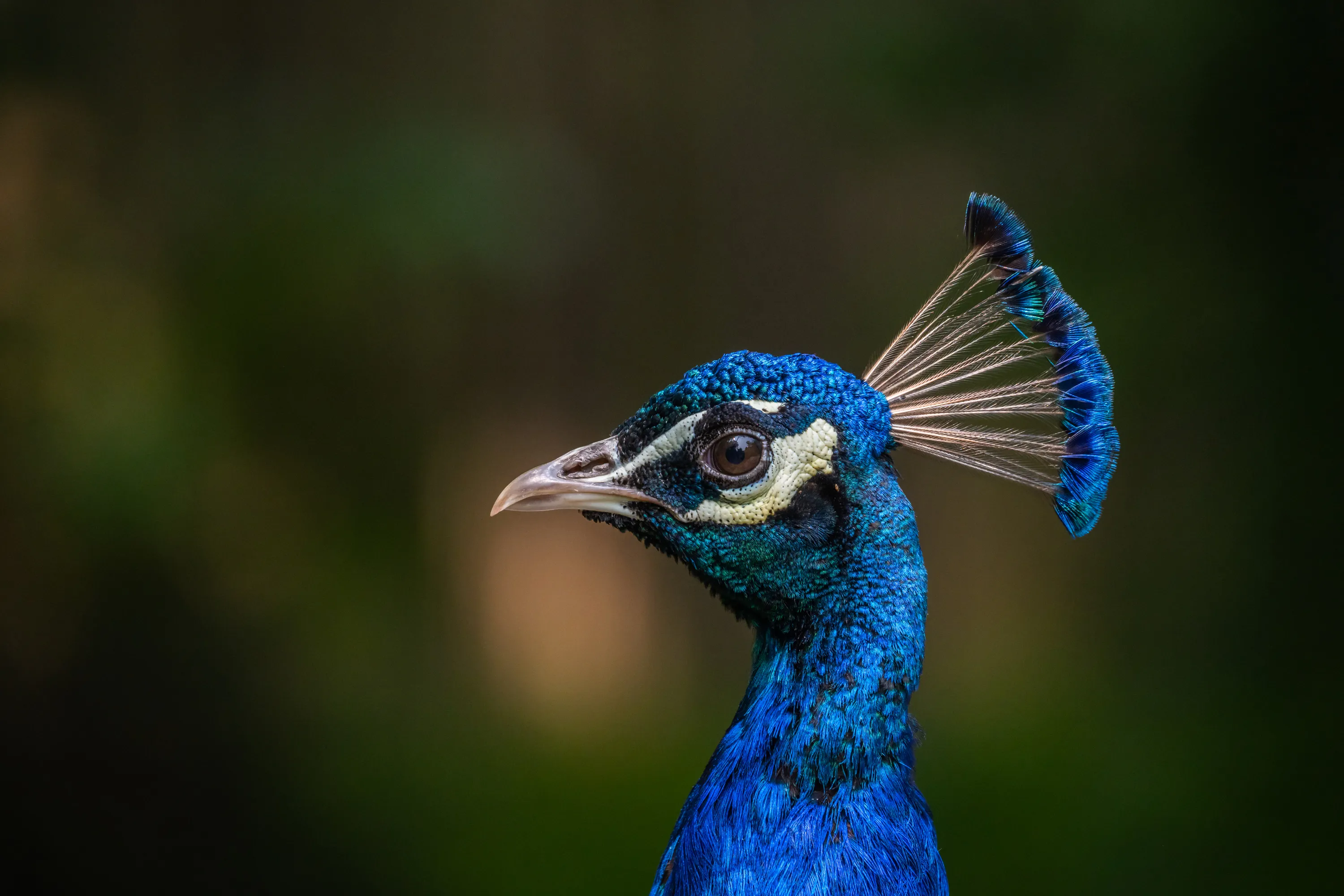 Headshot