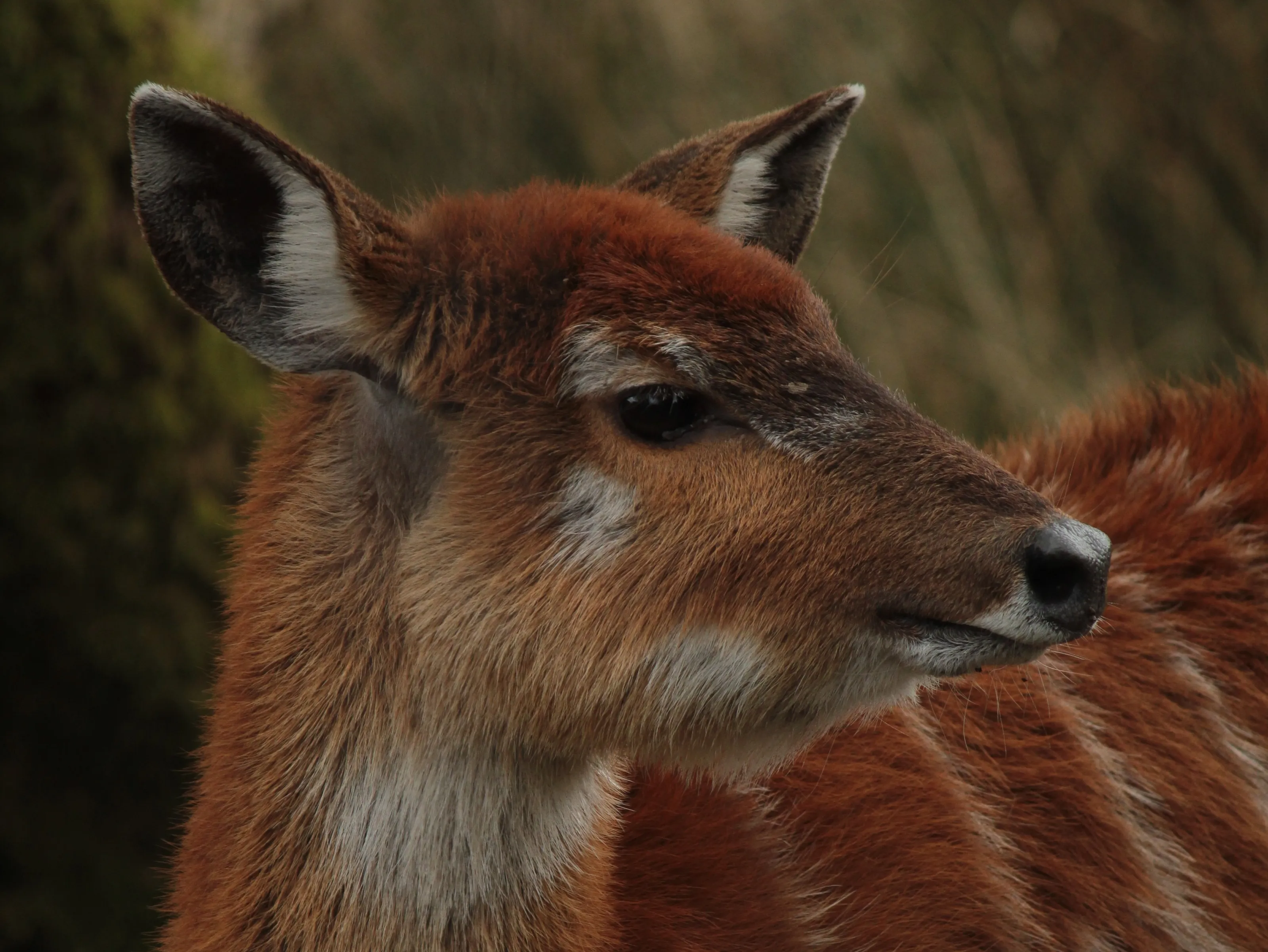Sitatunga
