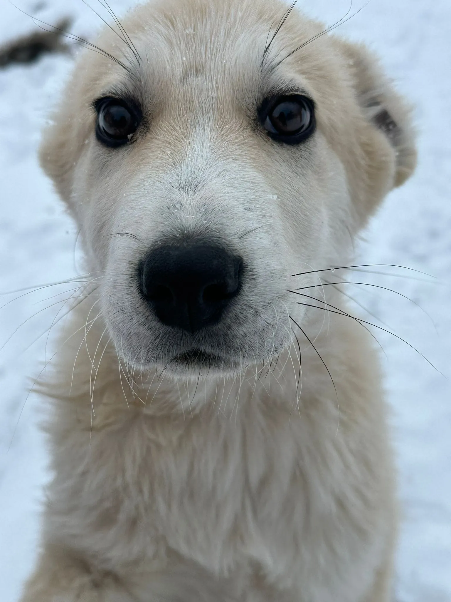 My mountain dog