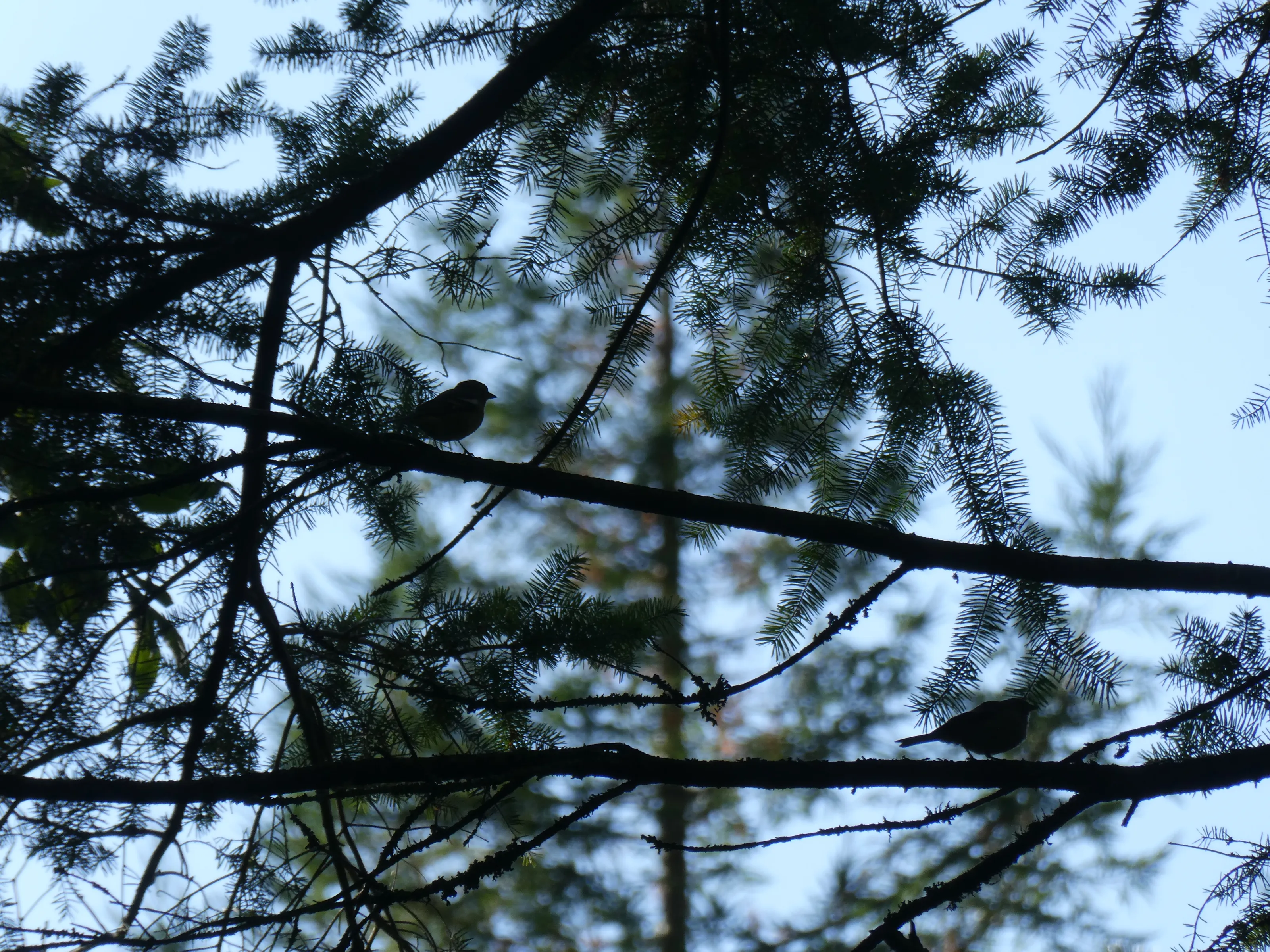 two birds in a tree