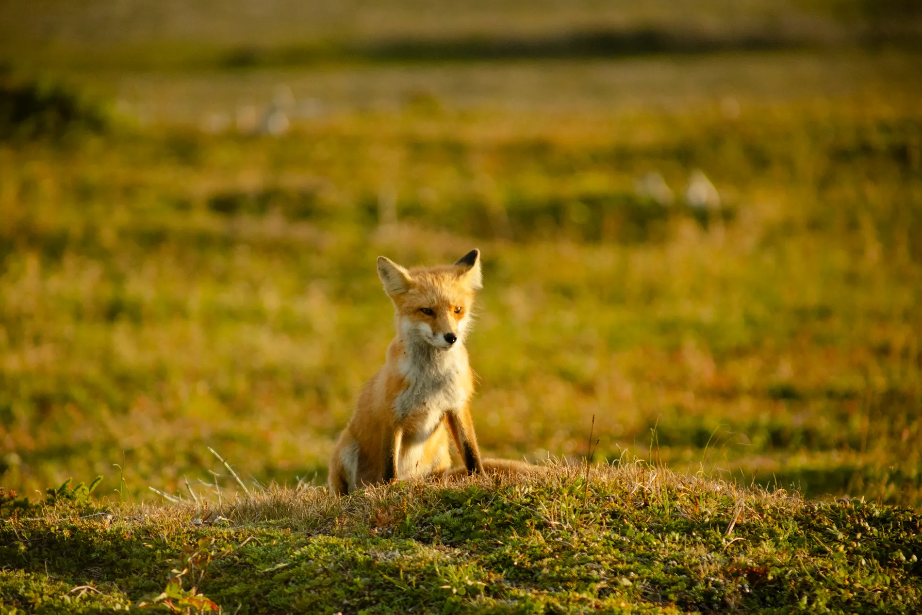 Mom fox on the Lookout