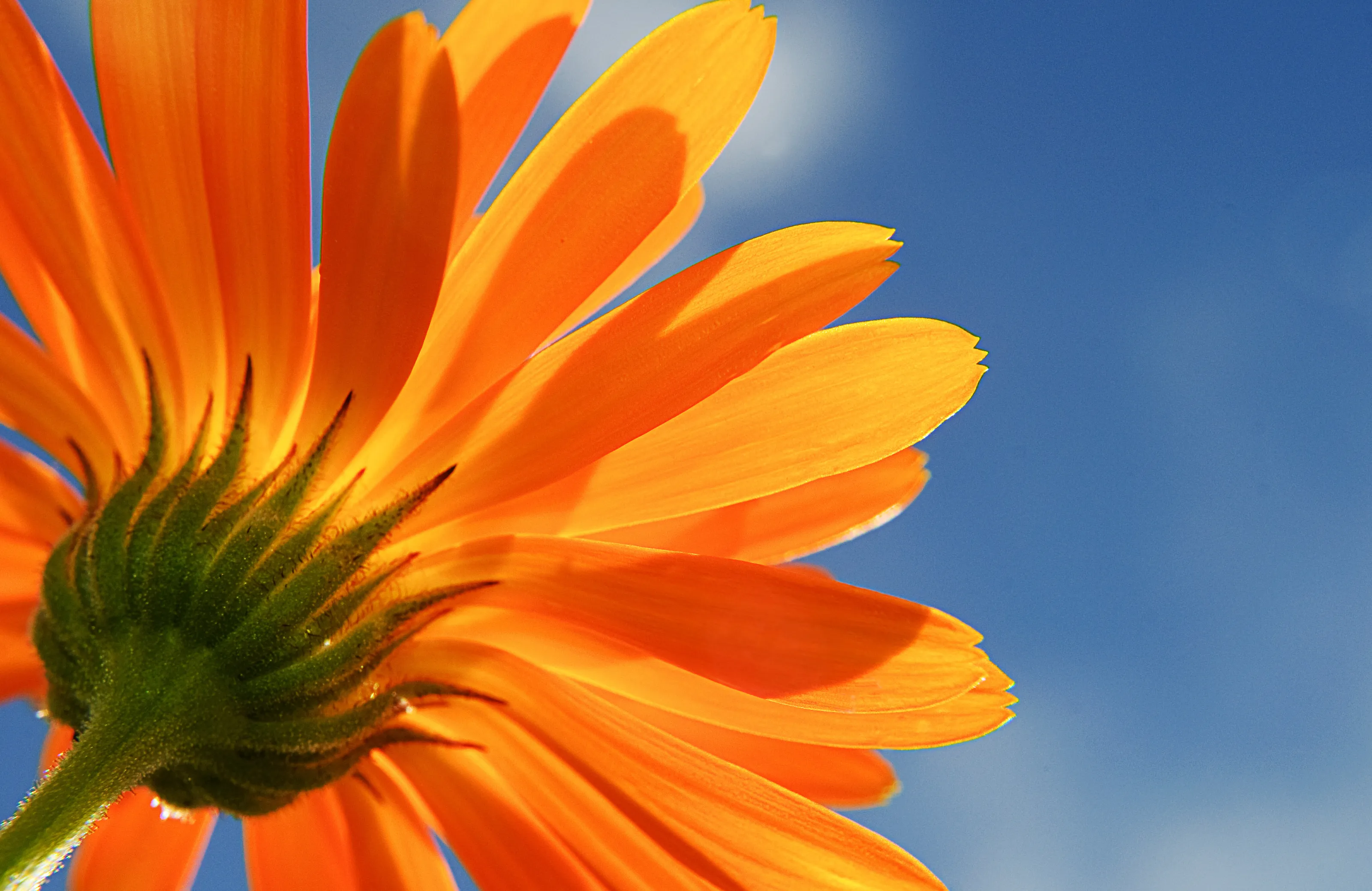 Marigold sky