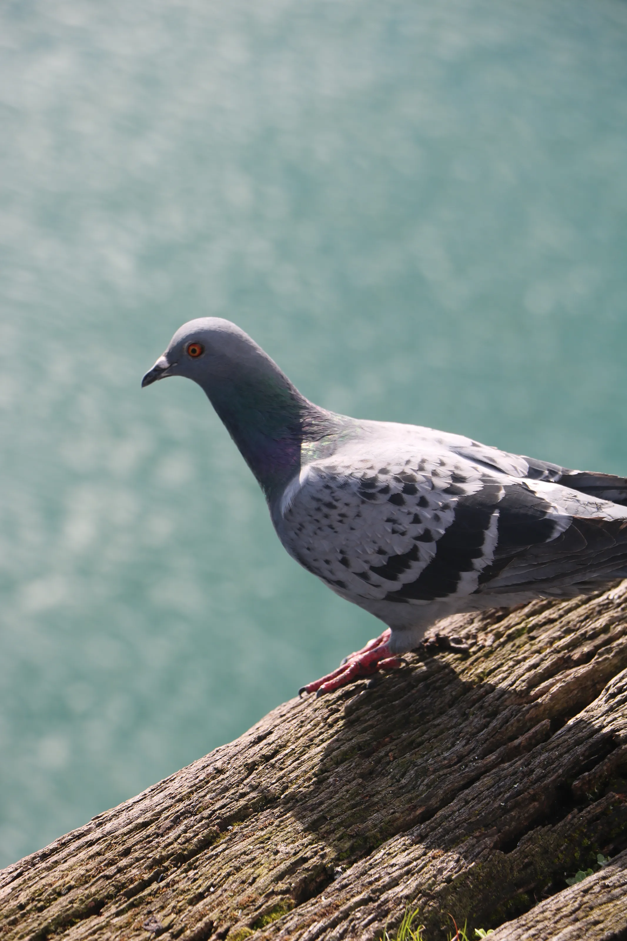 pigeon on the wharf