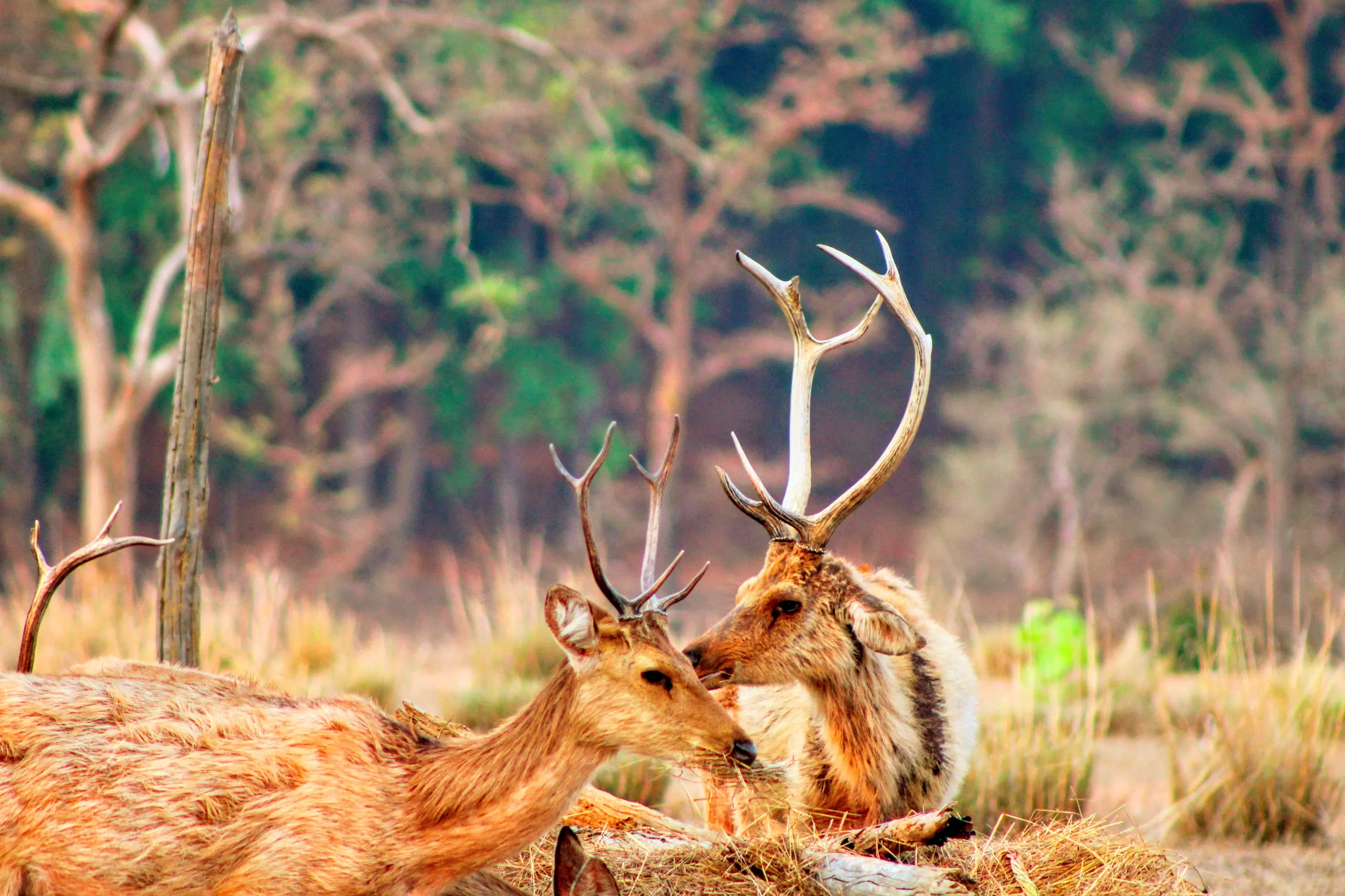 Deers with Antlers
