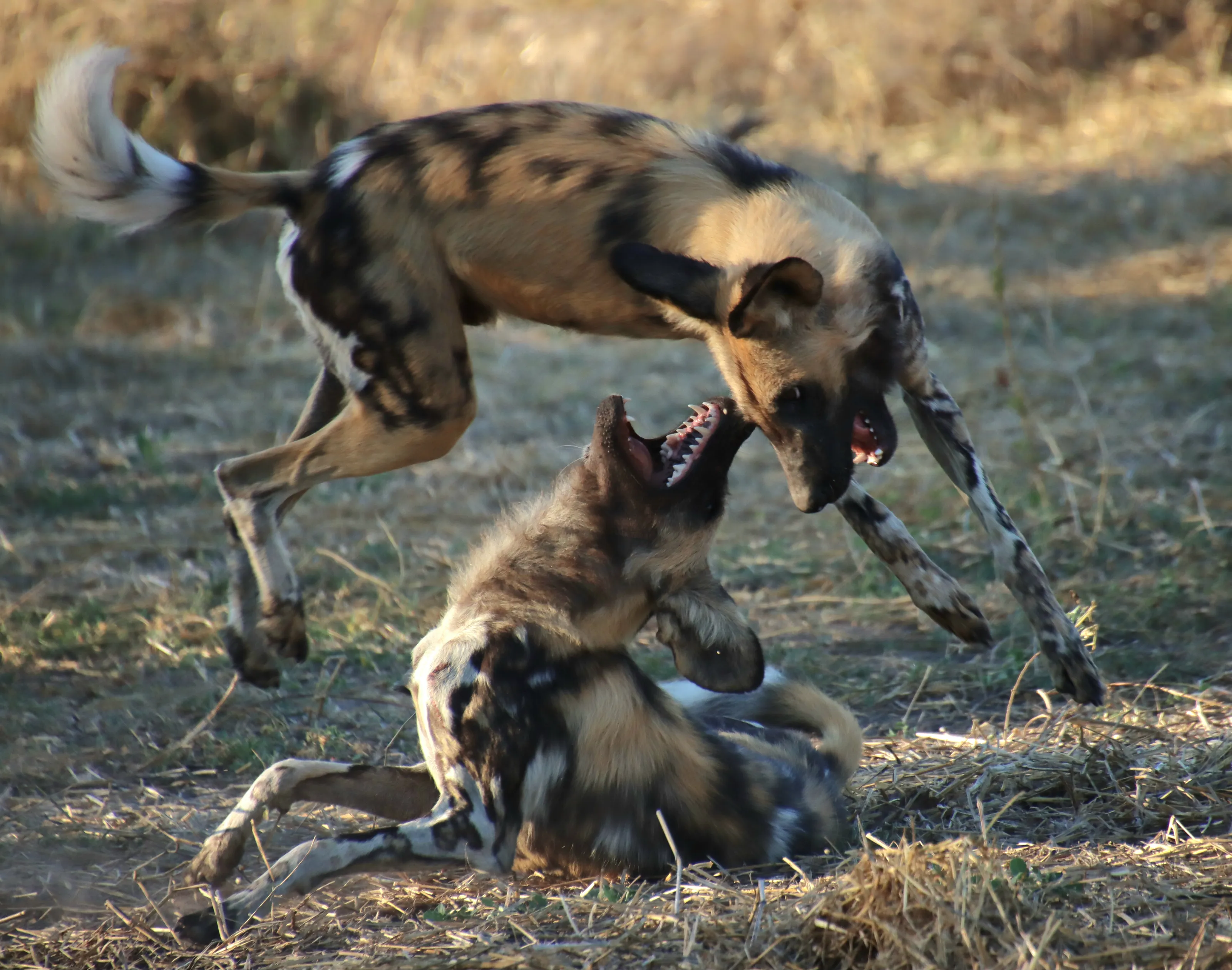 Wild dogs dance