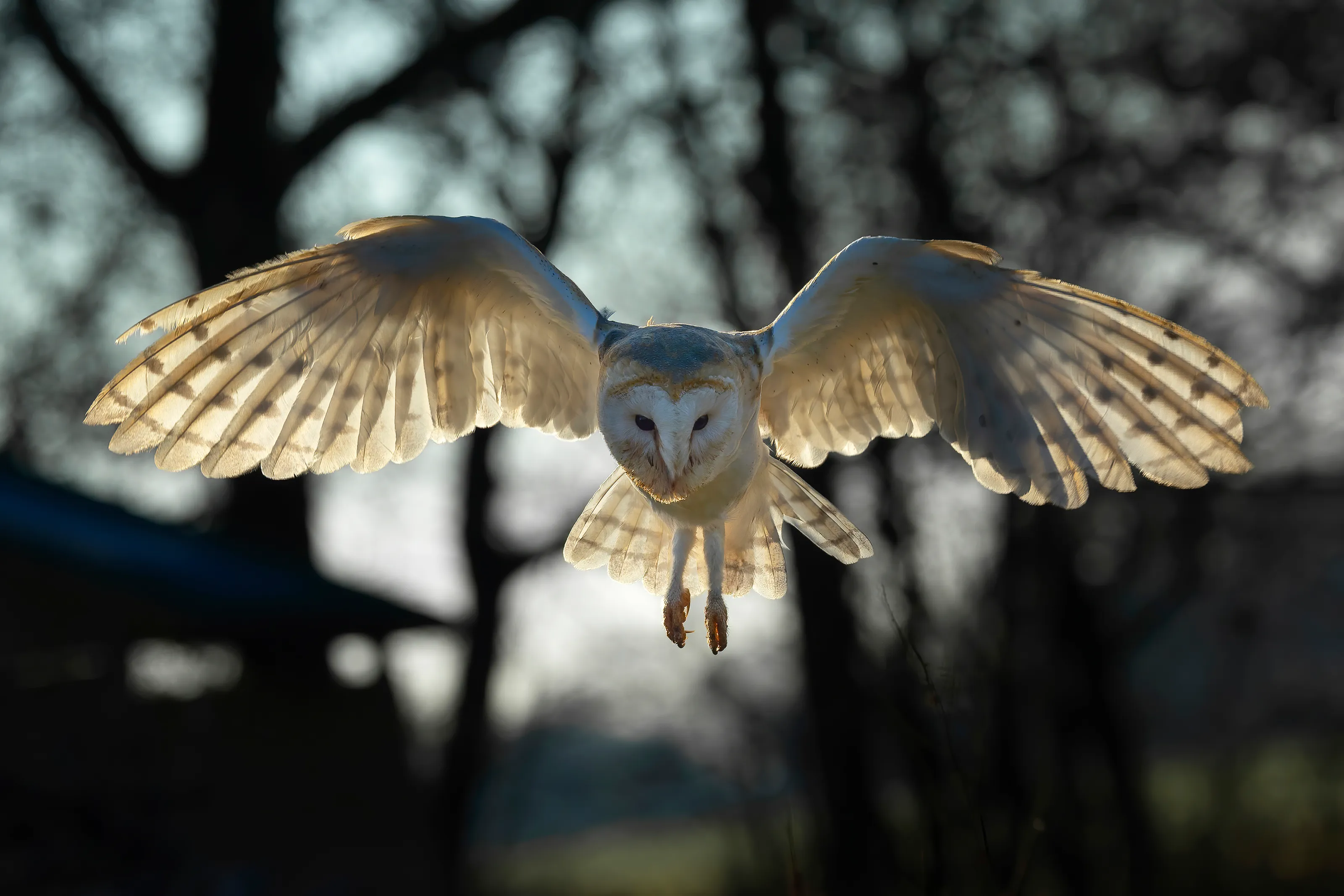 Barn Owl