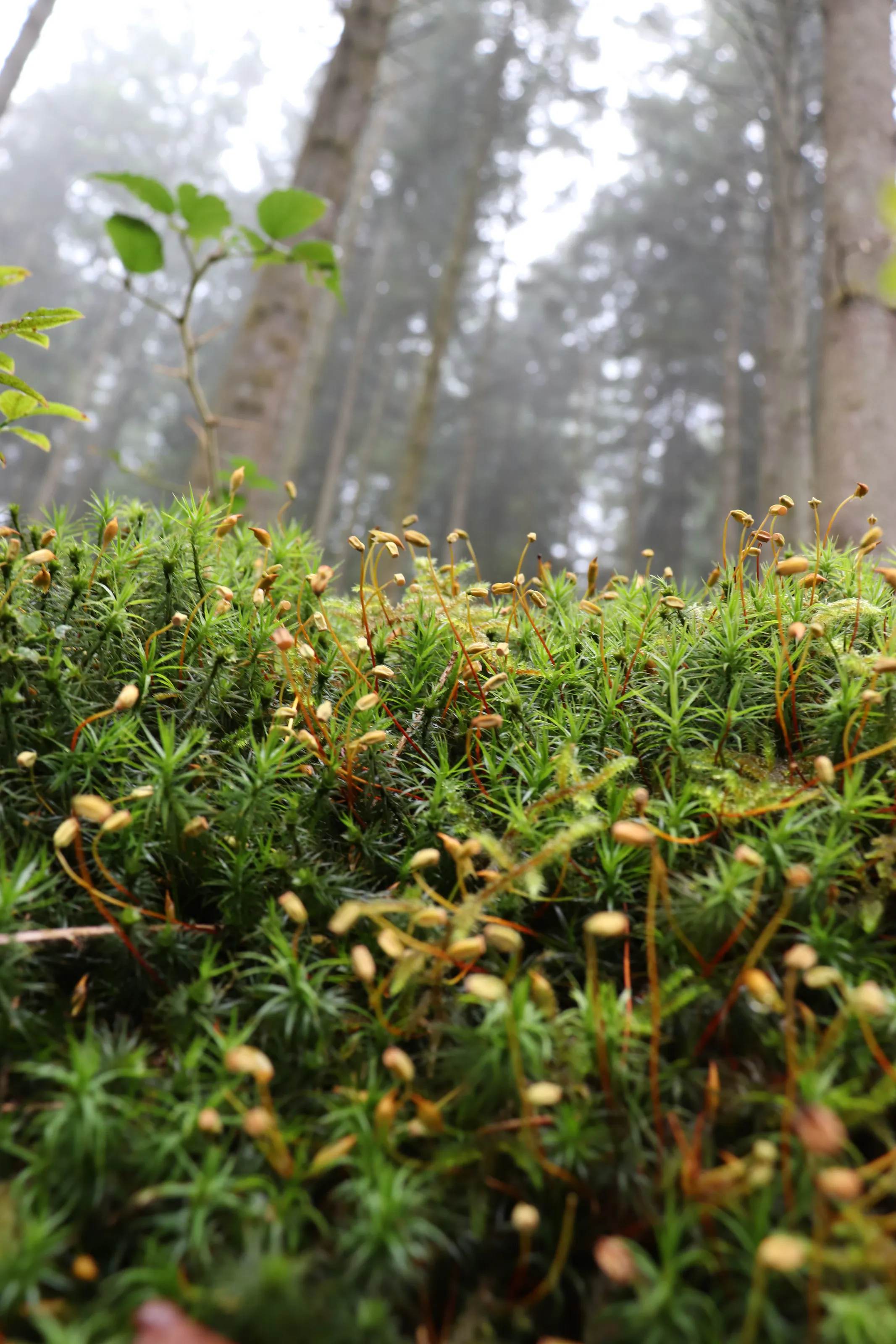 Moss on a misty day.