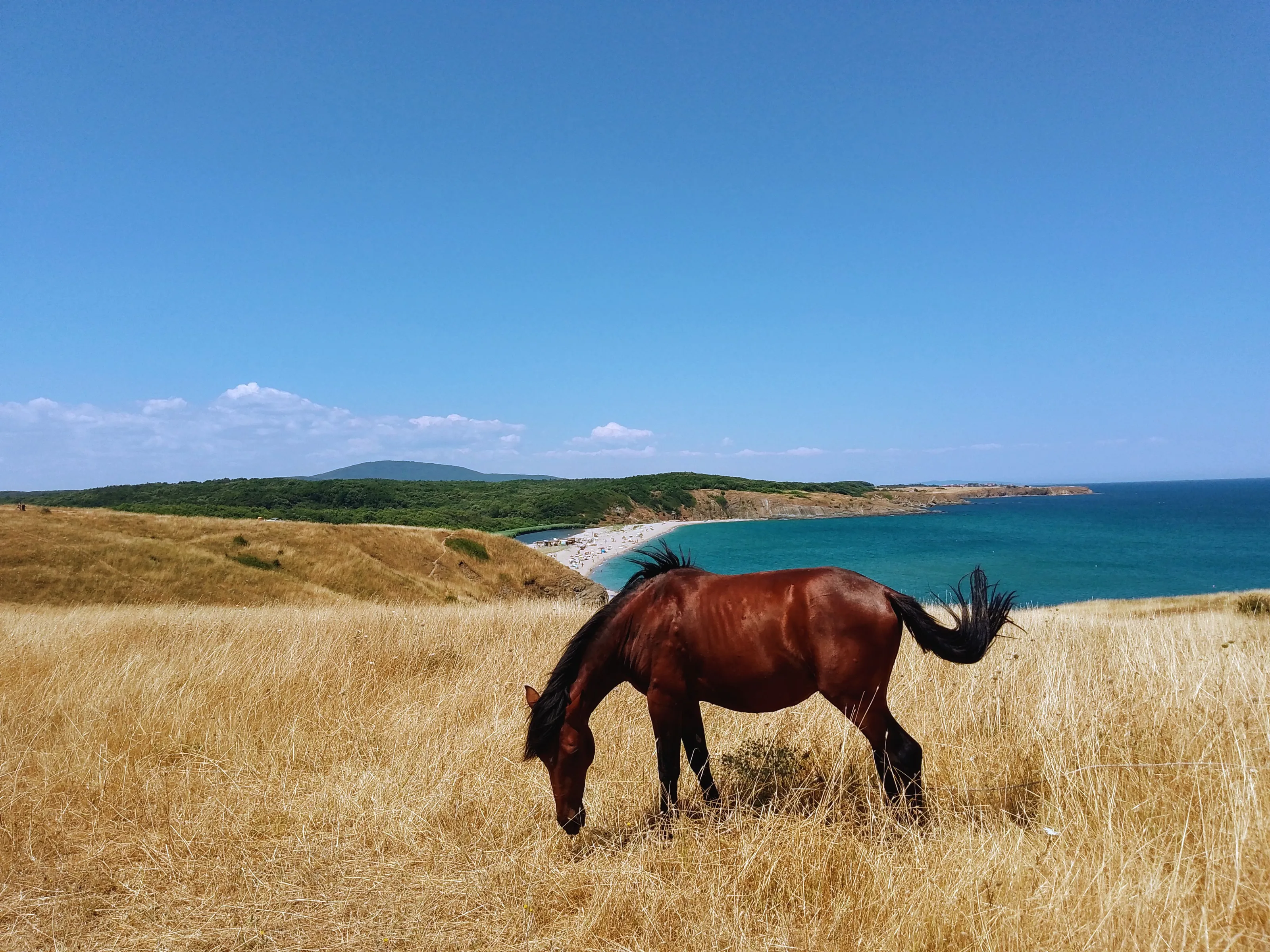 An adorable horse grazing above the sea
